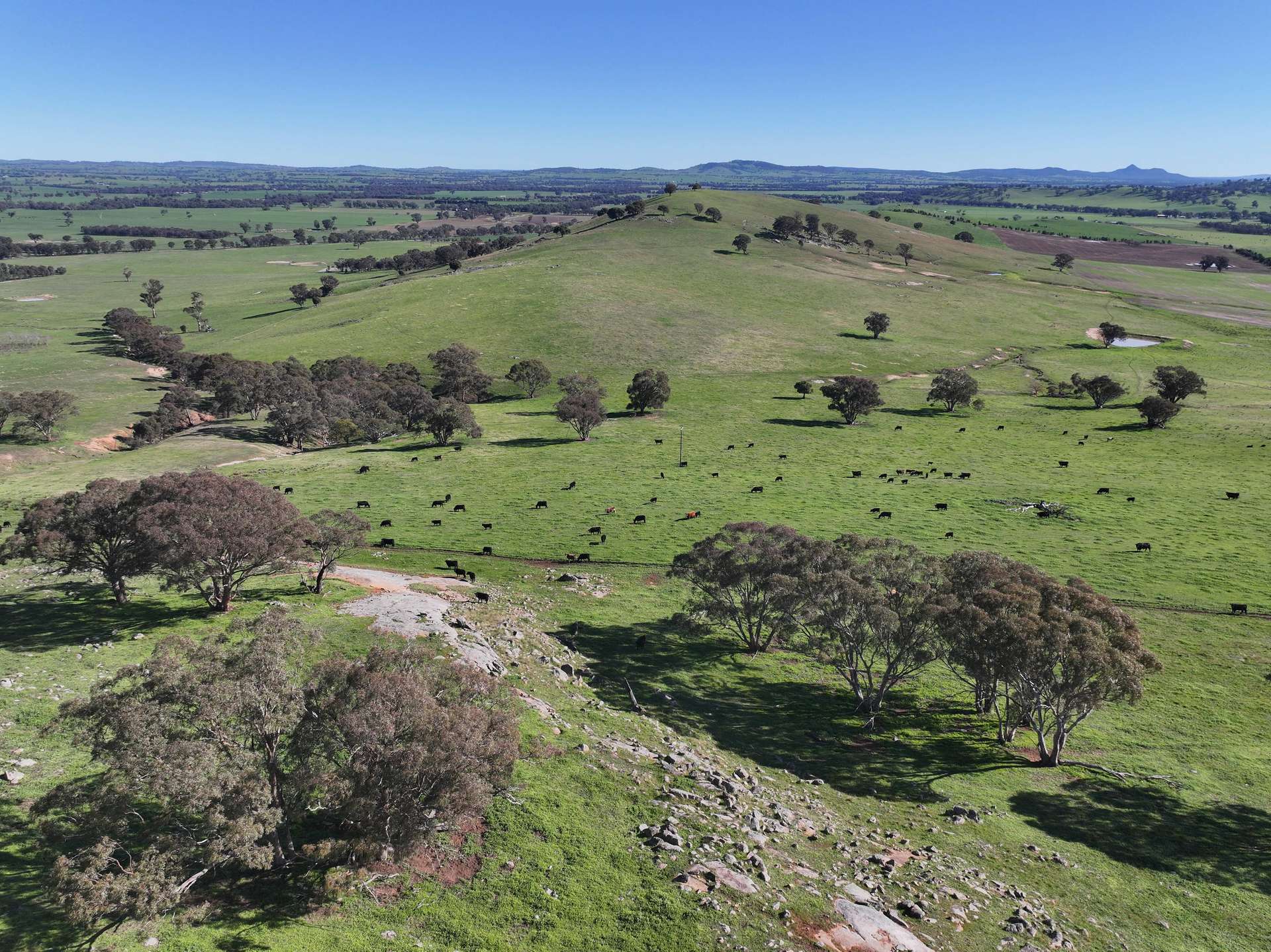 'Yeronga' Piersons Road, Mangoplah For Sale by Farmbuy.com - image 14