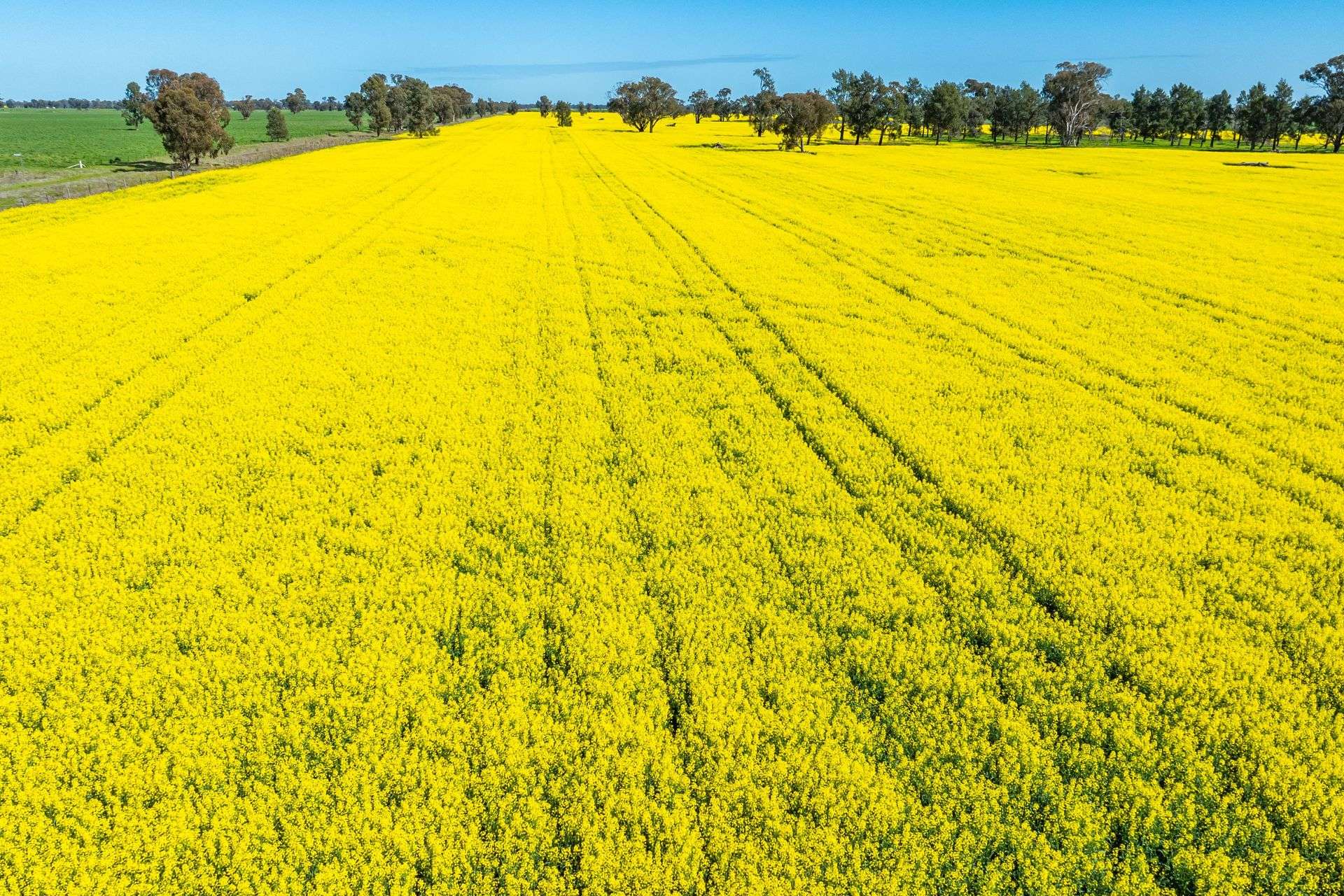 153 Balldale-Coreen Road, Corowa For Sale by Farmbuy.com - image 3