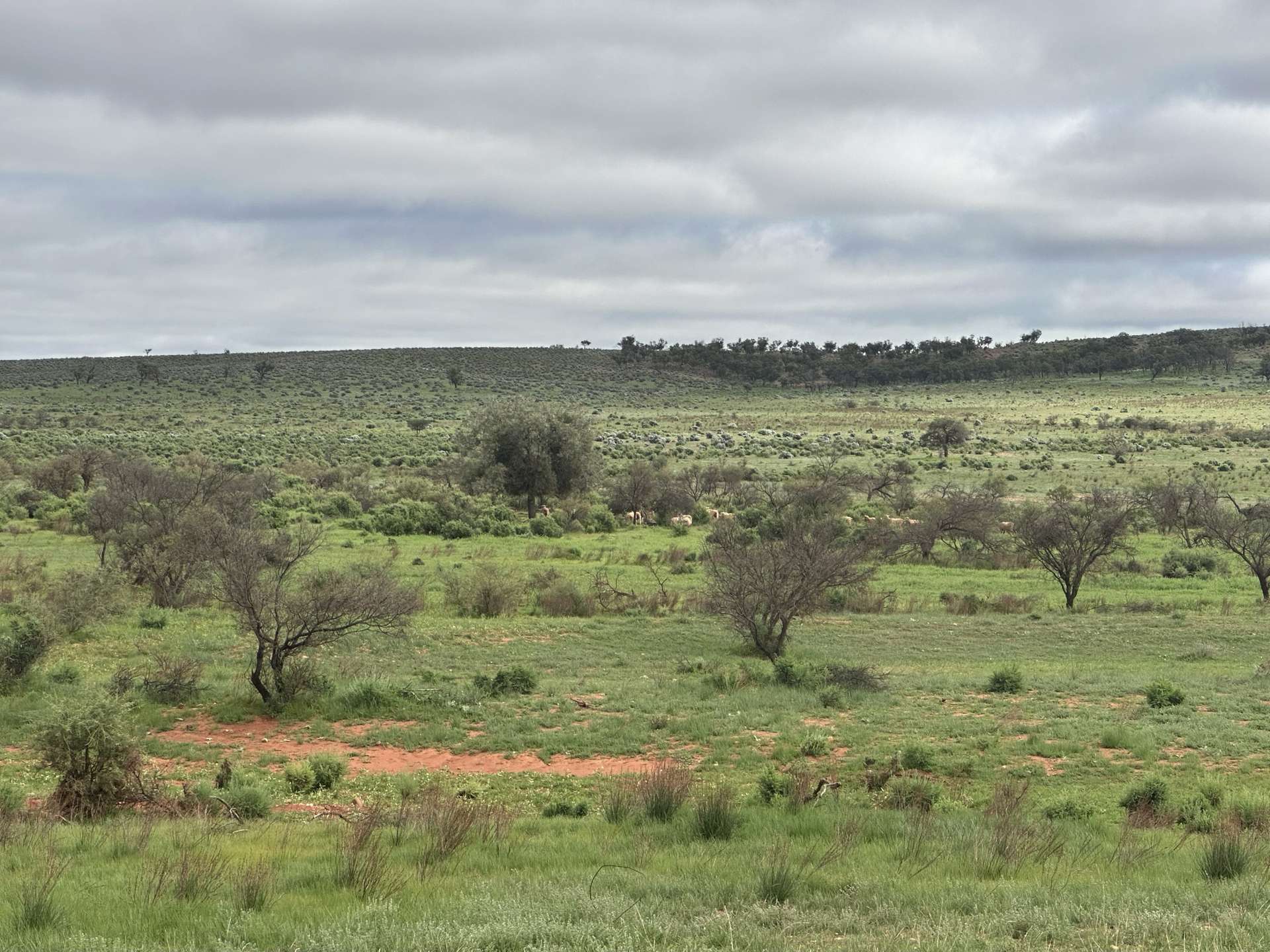 'Cavenagh' Orroroo-Paratoo Road, Cavenagh For Sale by Farmbuy.com - image 15