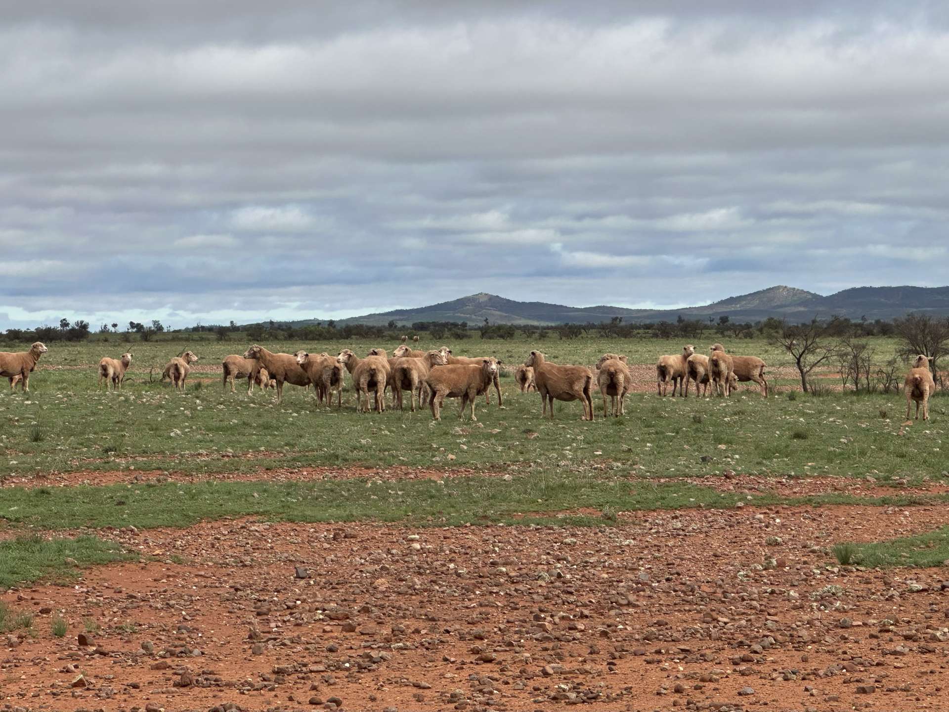 'Cavenagh' Orroroo-Paratoo Road, Cavenagh For Sale by Farmbuy.com - image 21