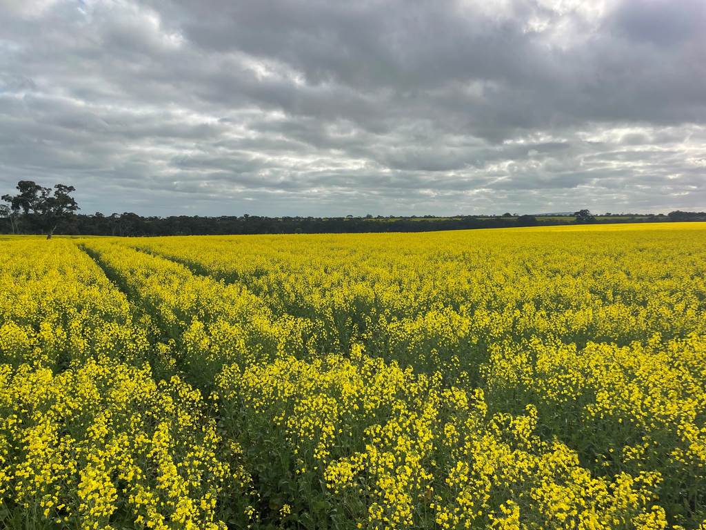 000 Lower Norton-Nurrabiel Road, Lower Norton VIC 3401