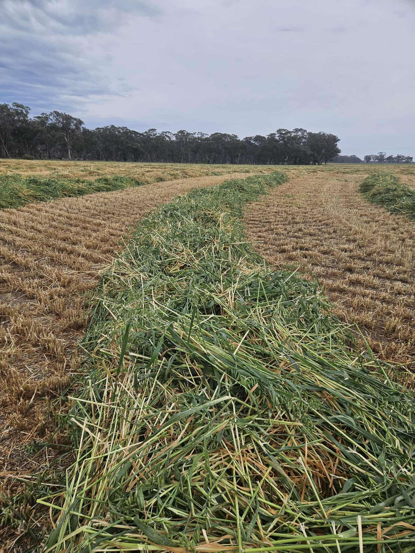 000 Lower Norton-Nurrabiel Road, Lower Norton For Sale by Farmbuy.com - image 4