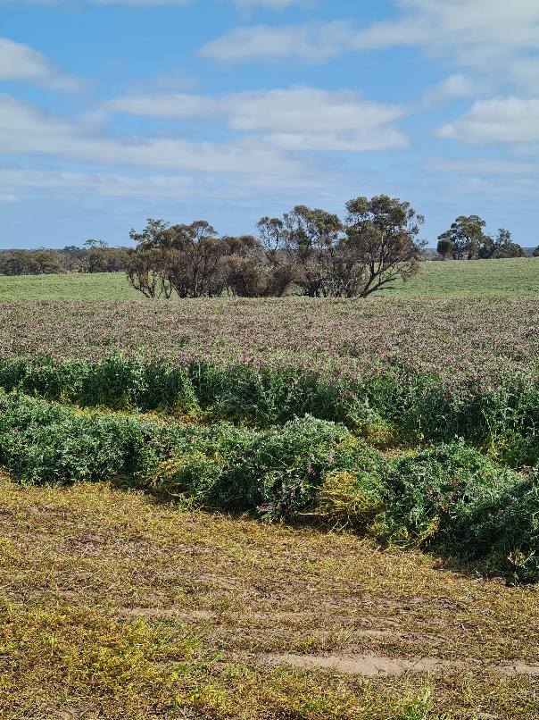 000 Lower Norton-Nurrabiel Road, Lower Norton For Sale by Farmbuy.com - image 5