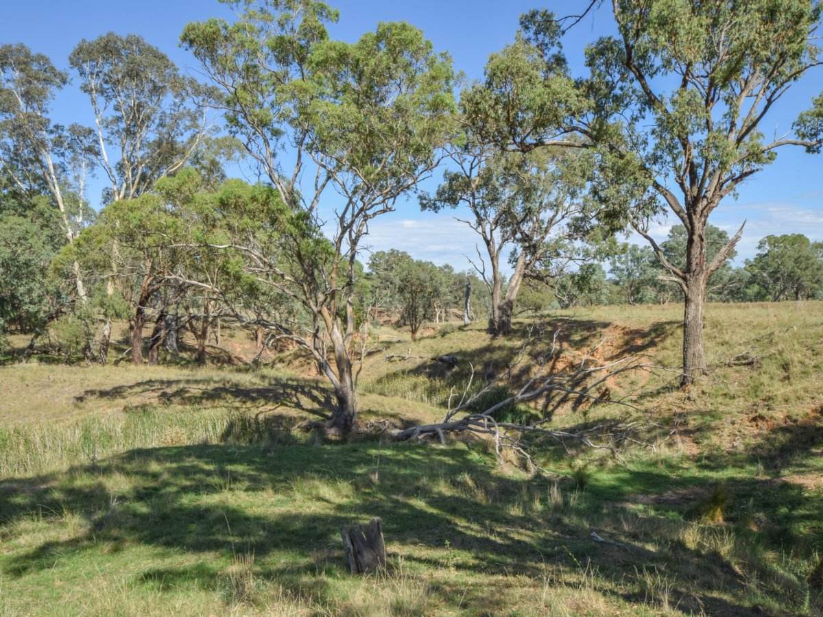 1089 Henry Lawson Way, Young Sold by Farmbuy.com - image 11