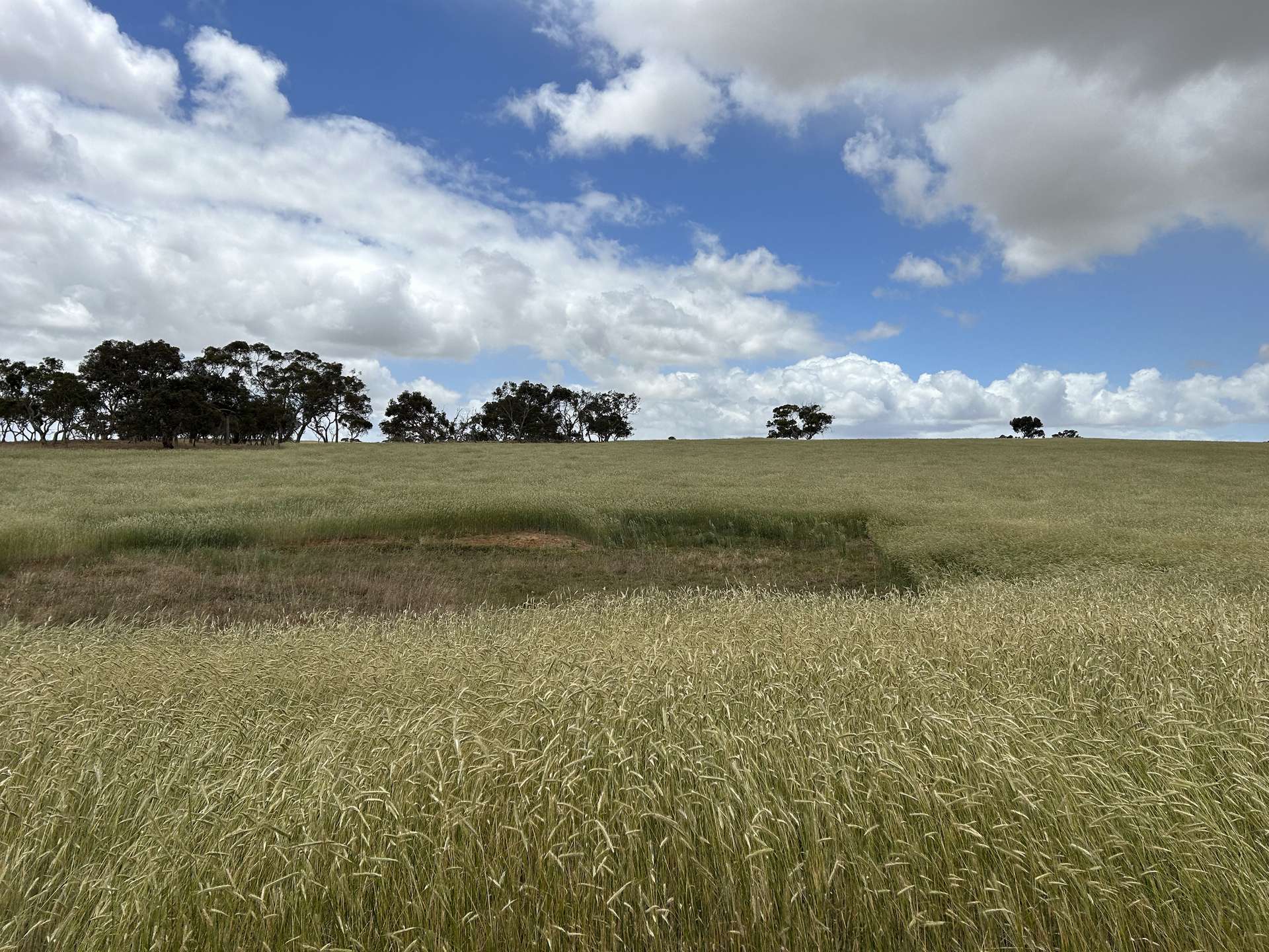 Lot 189 And 323 Roy Lawries Road, Lochaber For Sale by Farmbuy.com - image 1