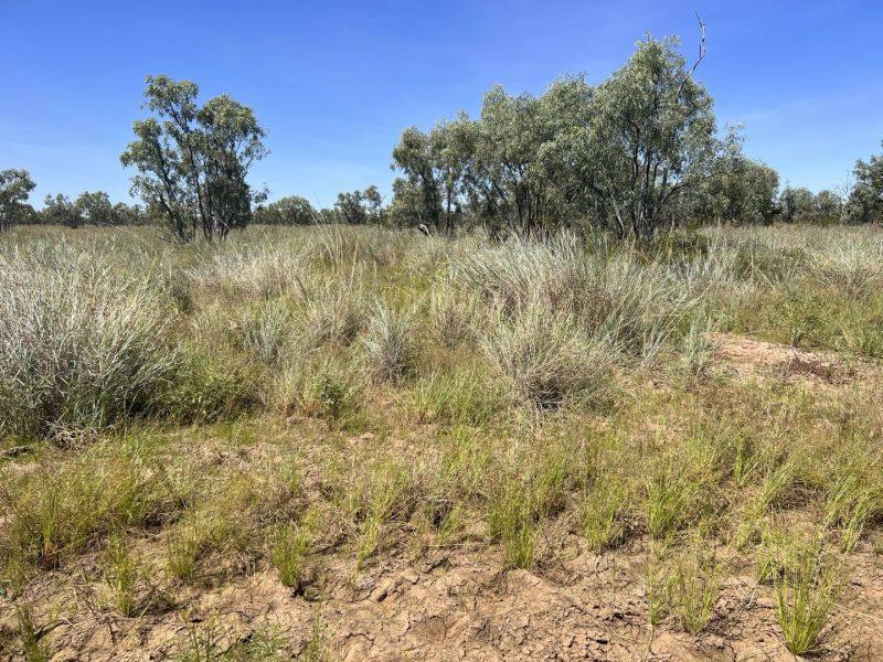 Benmara Station, Creswell Sold by Farmbuy.com - image 19