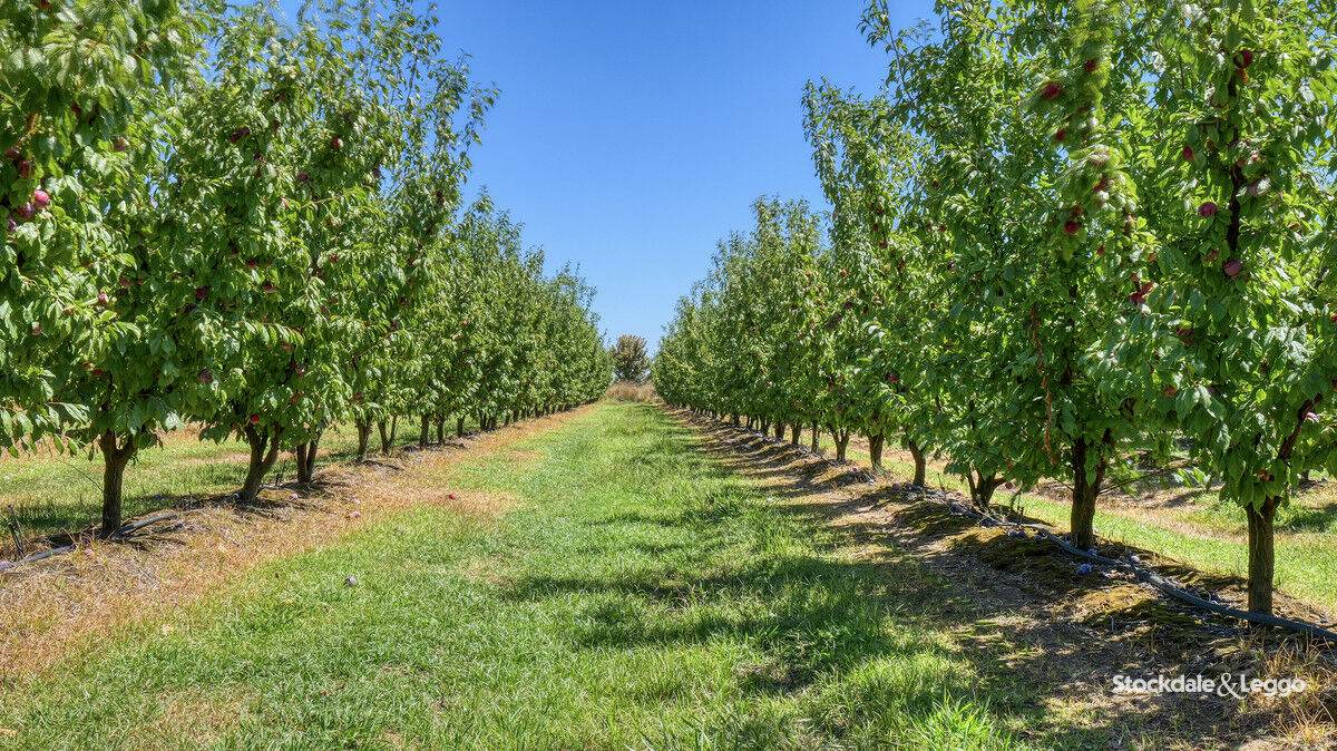 645 New Dookie Road, Lemnos For Sale by Farmbuy.com - image 21