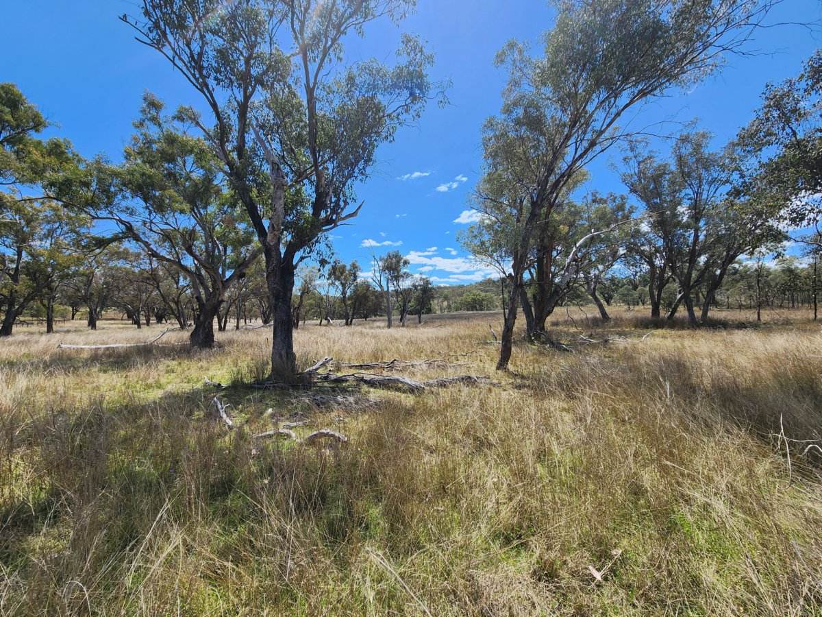Lot 2 Stanthorpe Texas Road, Stanthorpe For Sale by Farmbuy.com - image 2