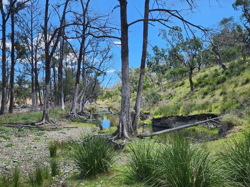 Farm For Sale - QLD - Stanthorpe - 4380 - 197 ACRES WITH DOUBLE CREEK FRONTAGE 