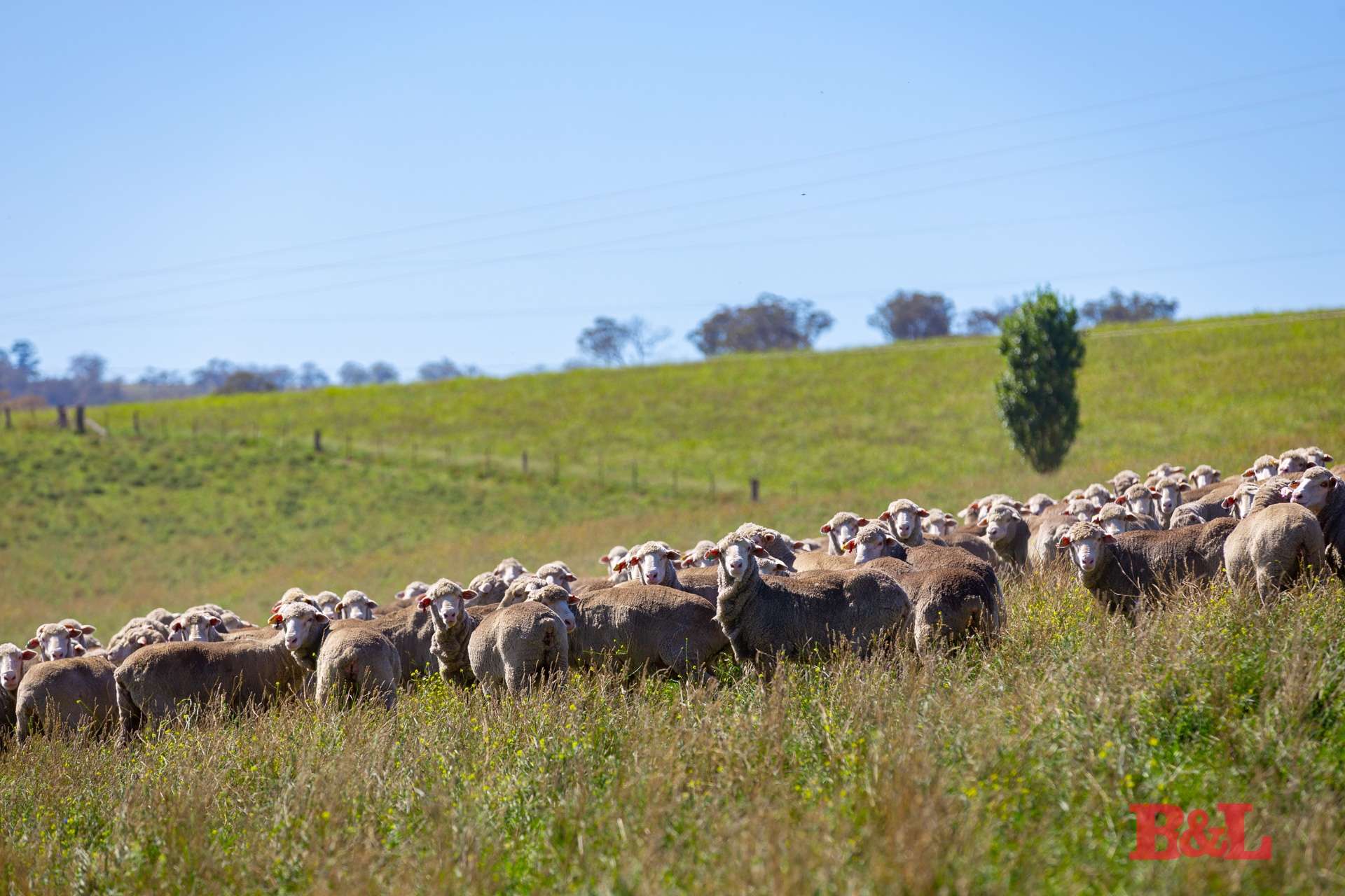 Lot 2 & 252 976 Sodwalls Road, Tarana For Sale by Farmbuy.com - image 1