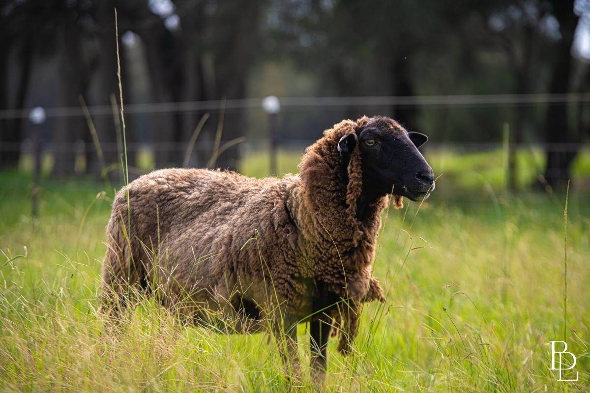 16 Oakbanks Place, Worrigee For Sale by Farmbuy.com - image 29