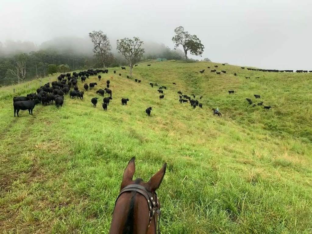 121 Aspreys Road, Kyogle NSW 2474