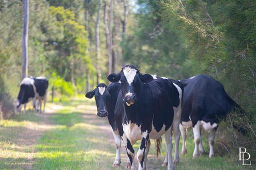 1170 Greenwell Point Road, Pyree NSW 2540