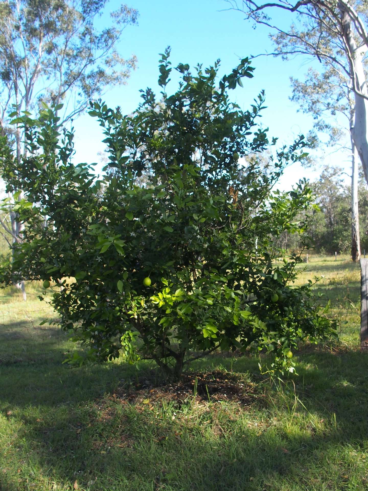 40 Whiteman Creek Road, Whiteman Creek For Sale by Farmbuy.com - image 22