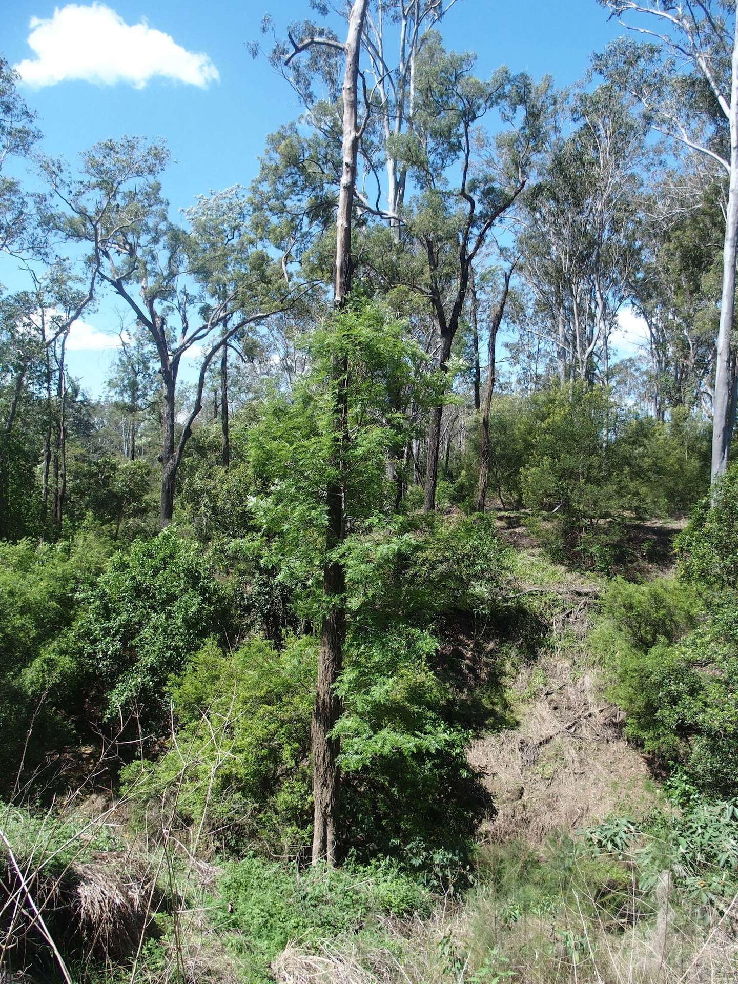 40 Whiteman Creek Road, Whiteman Creek For Sale by Farmbuy.com - image 24