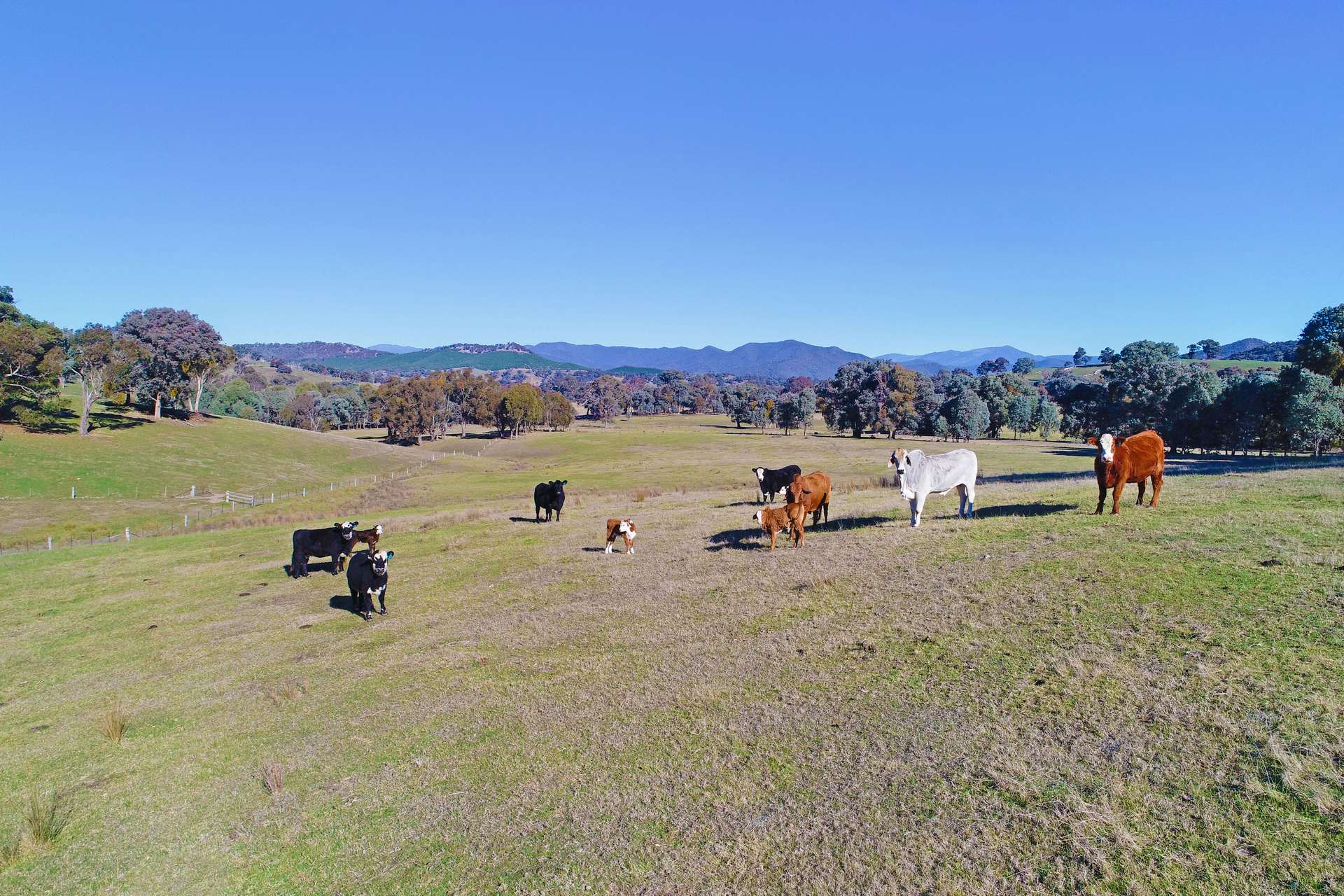508 Old Tonga Road, Mansfield Sold by Farmbuy.com - image 14