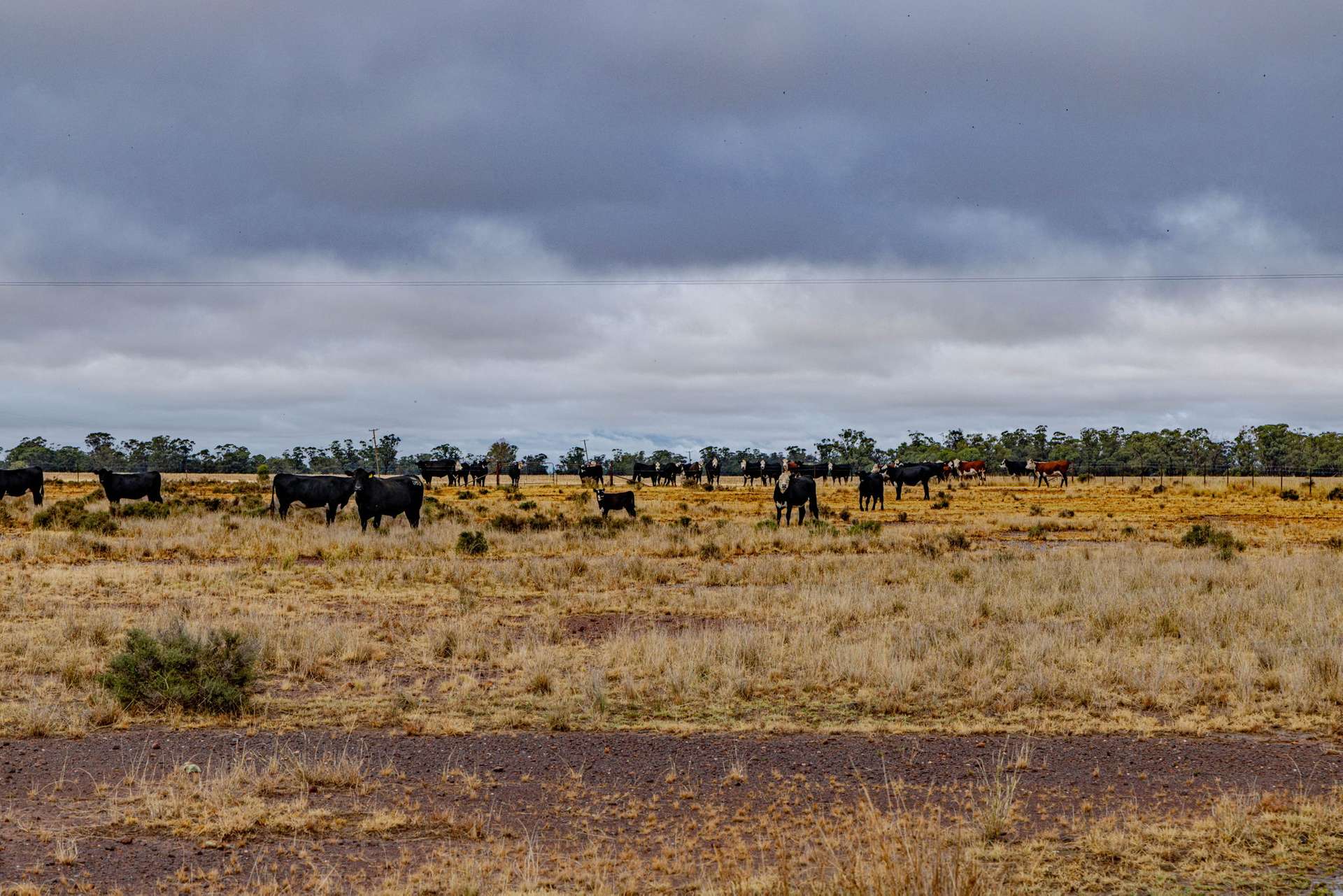 'Tralee' Collingwood Lane, Parkes For Sale by Farmbuy.com - image 14