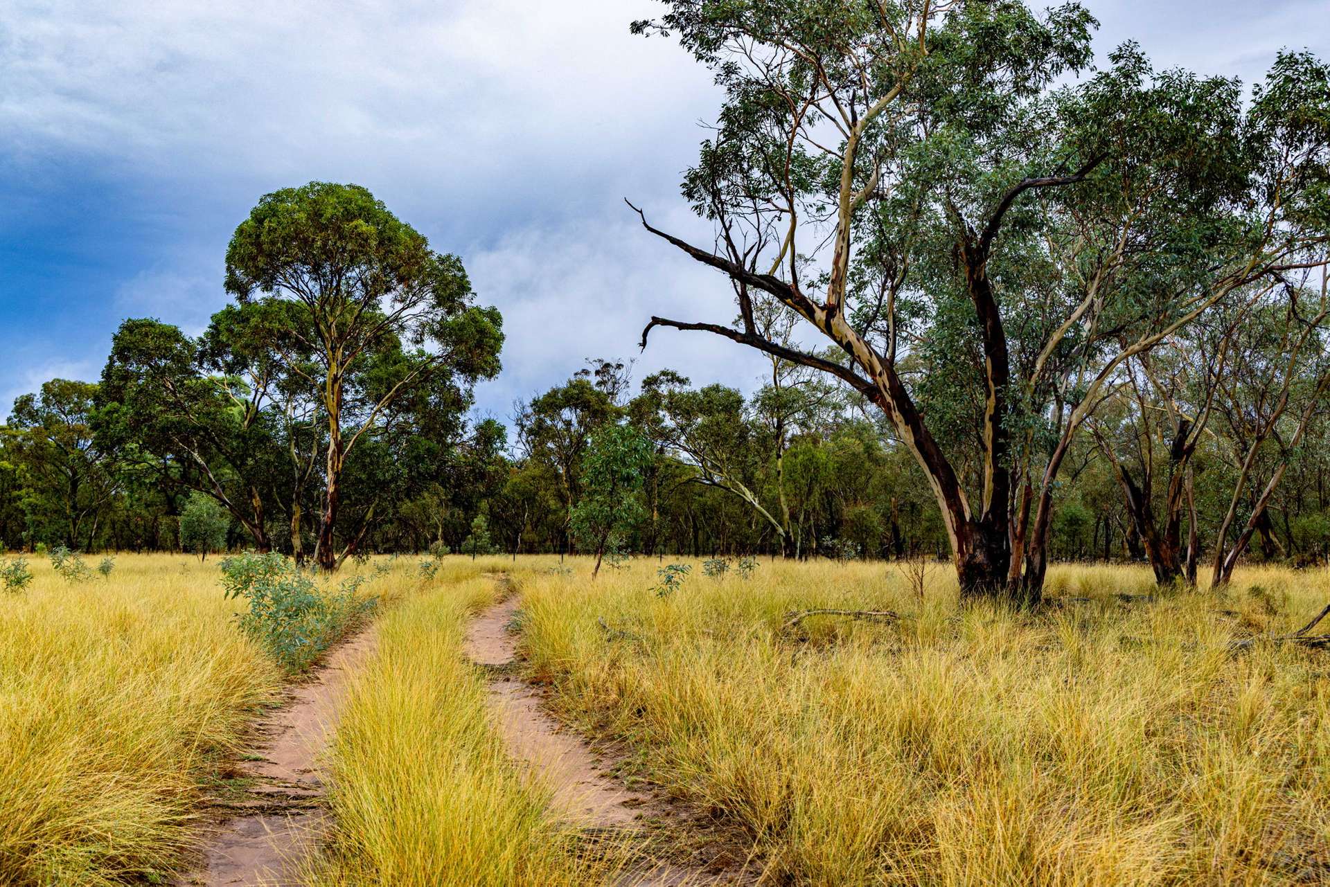 'Tralee' Collingwood Lane, Parkes For Sale by Farmbuy.com - image 13
