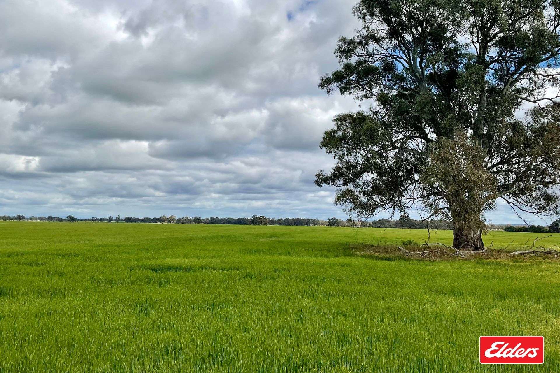 Bridgewater-Maldon Road, Laanecoorie For Sale by Farmbuy.com - image 6