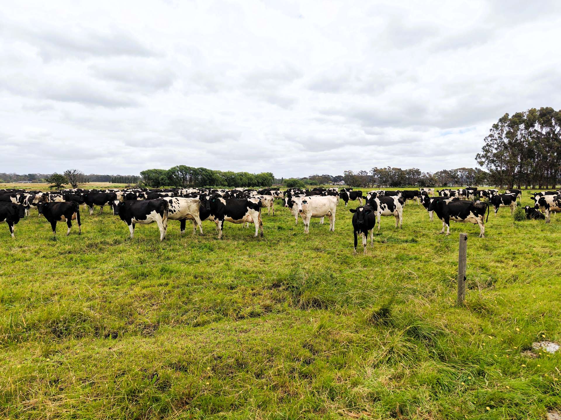 401 Purrumbete Estate Road, Koallah For Sale by Farmbuy.com - image 5