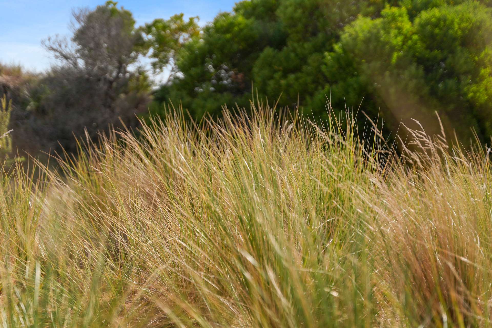 747 Dolphin Sands Road, Dolphin Sands For Sale by Farmbuy.com - image 20