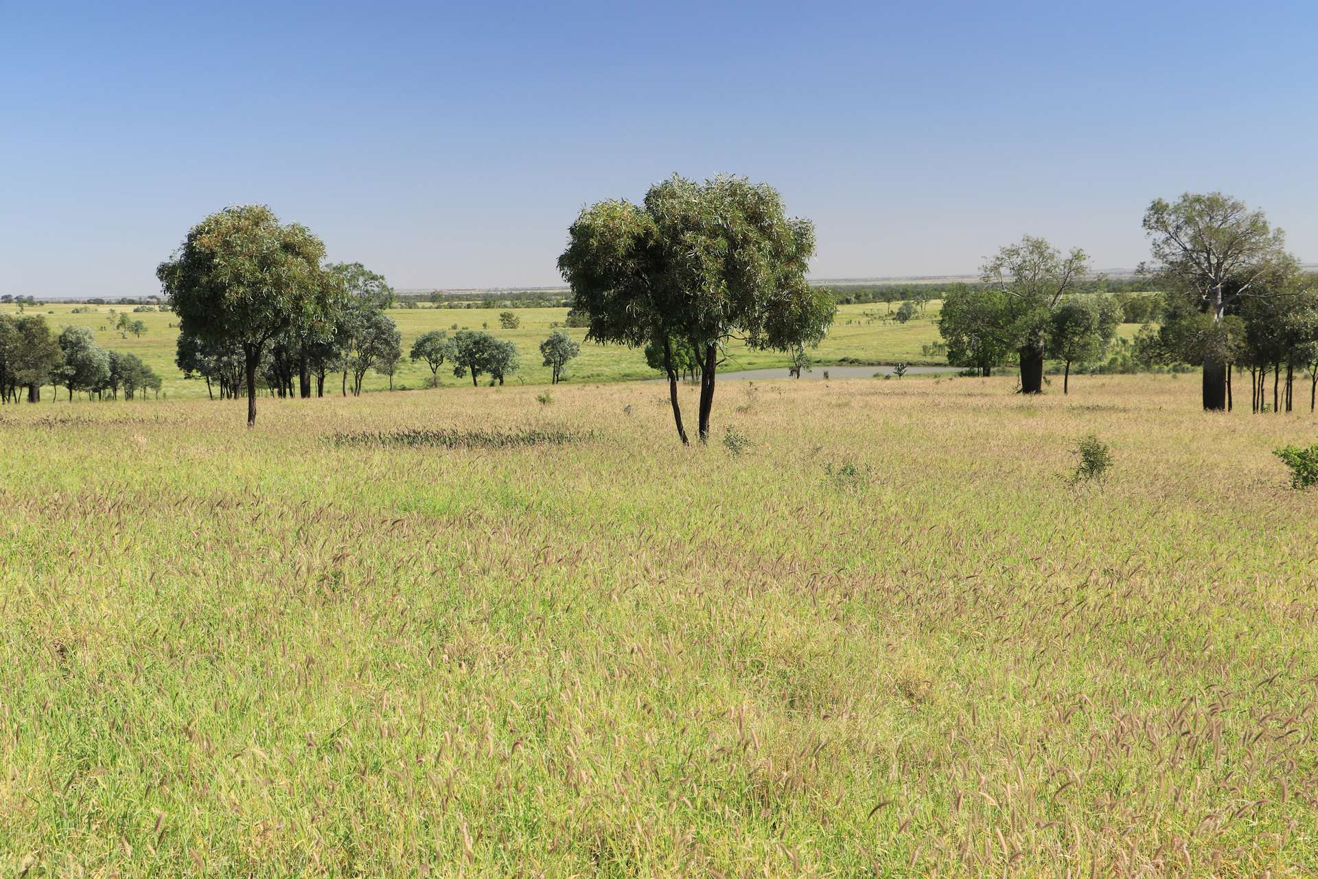 Roma For Sale by Farmbuy.com - image 2