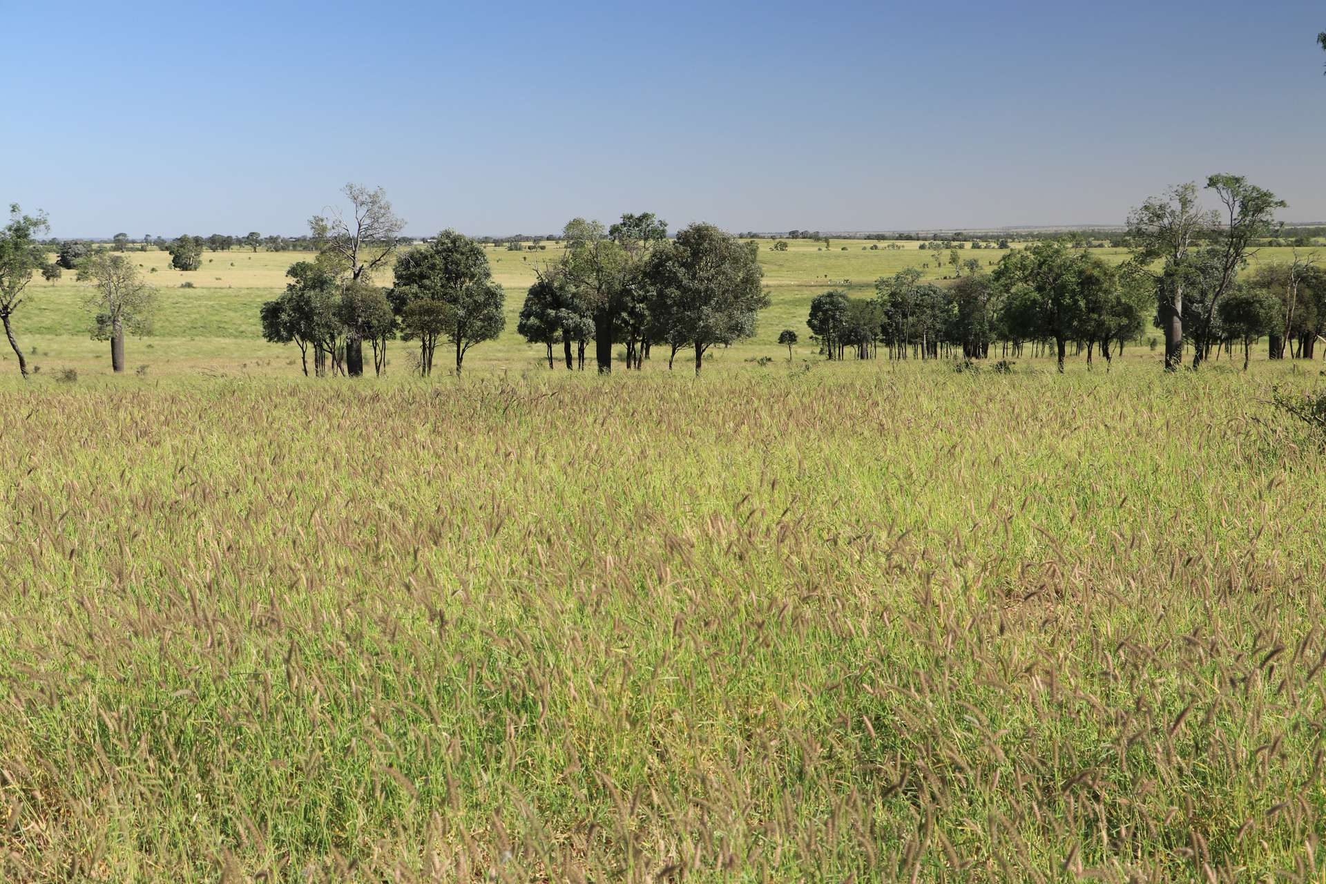 Roma For Sale by Farmbuy.com - image 14