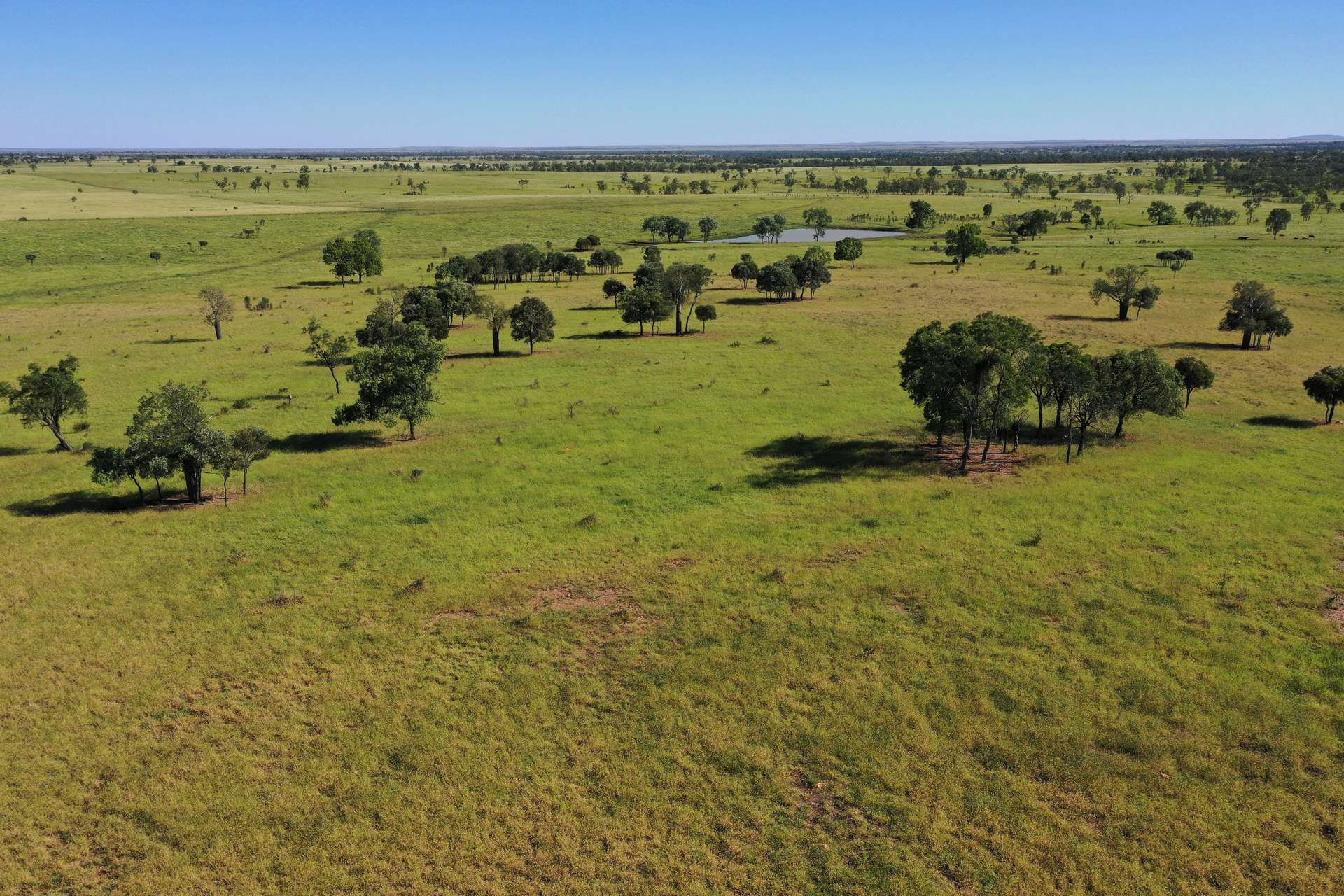 Roma For Sale by Farmbuy.com - image 12