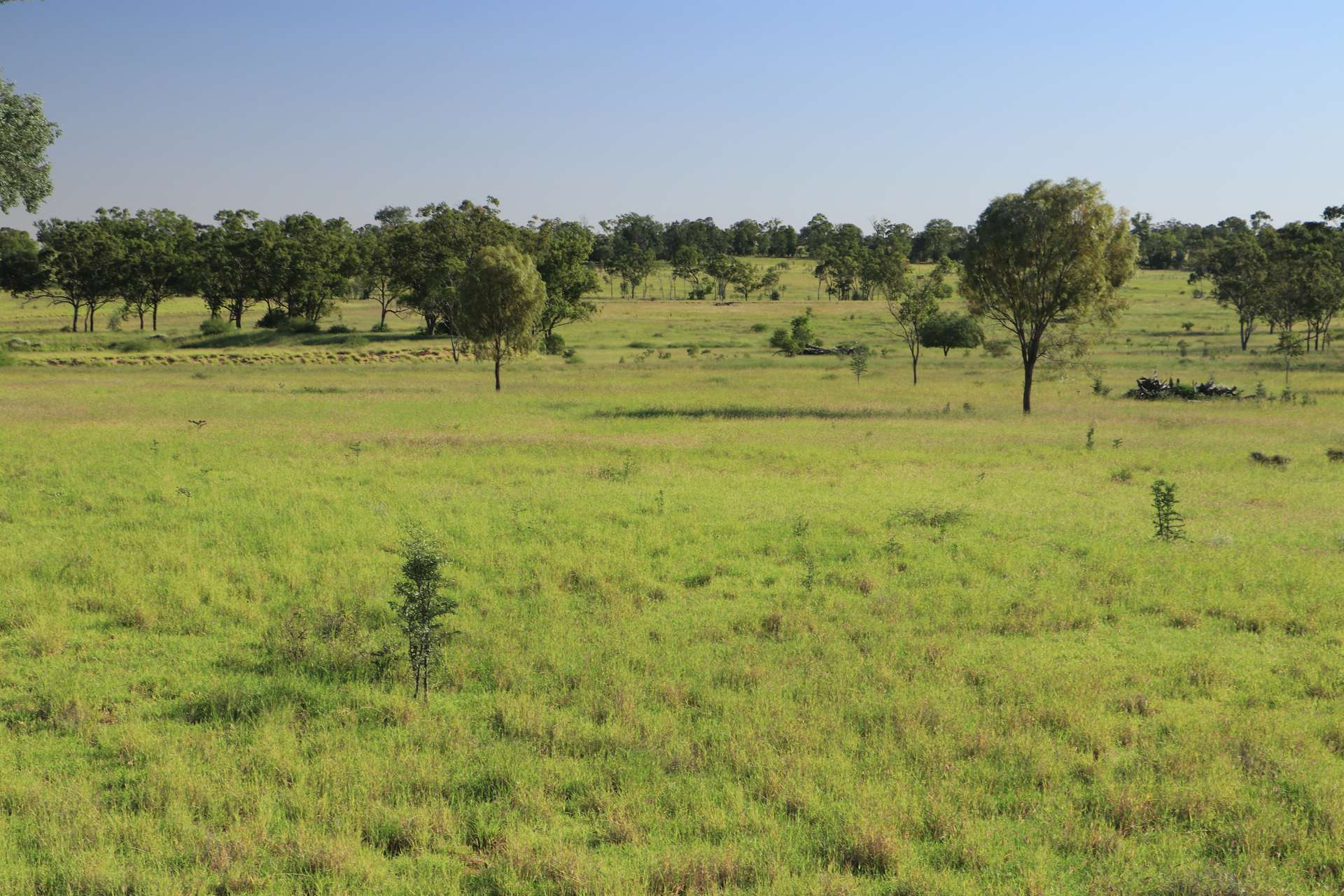 Roma For Sale by Farmbuy.com - image 24