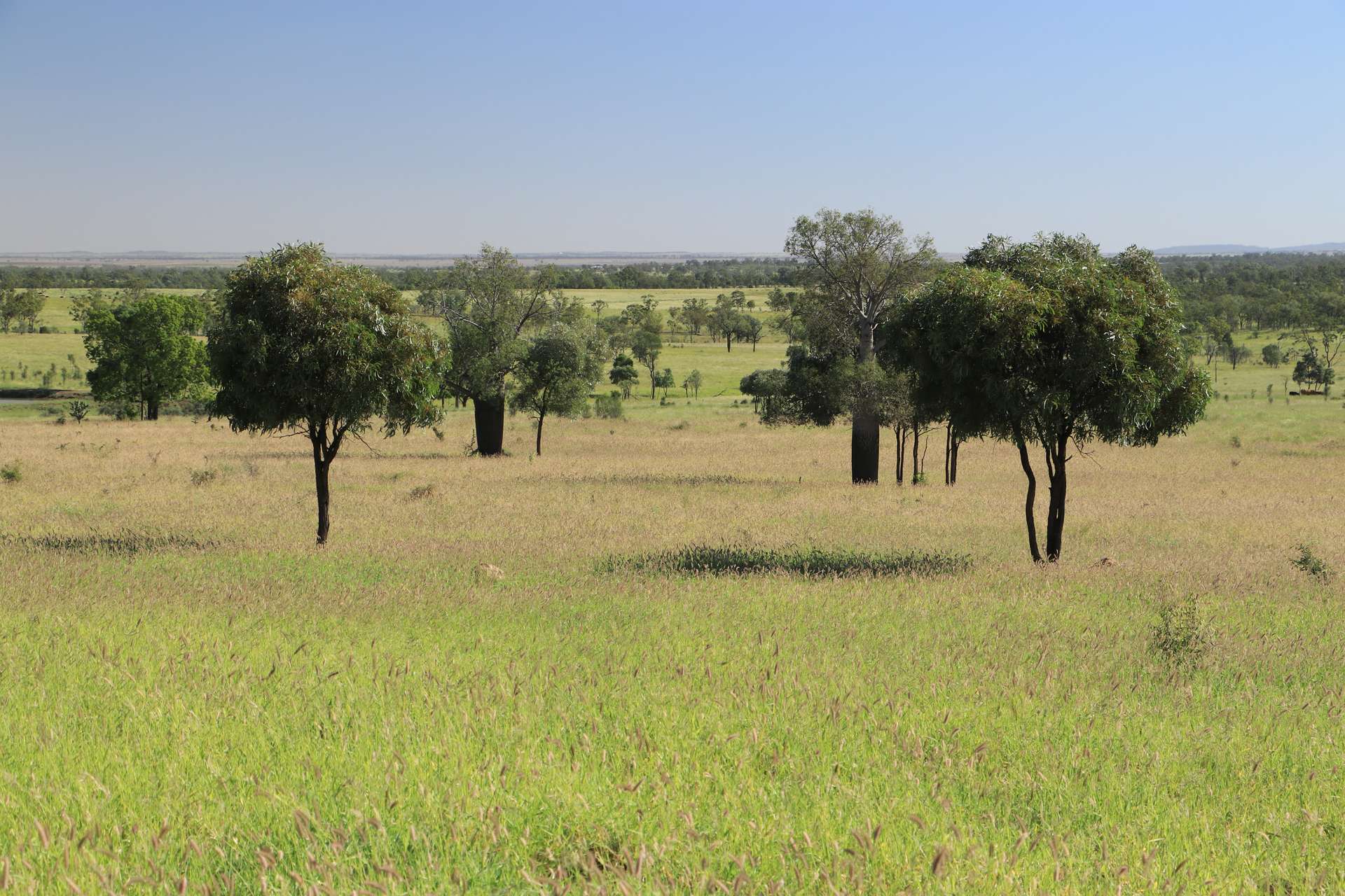 Roma For Sale by Farmbuy.com - image 22