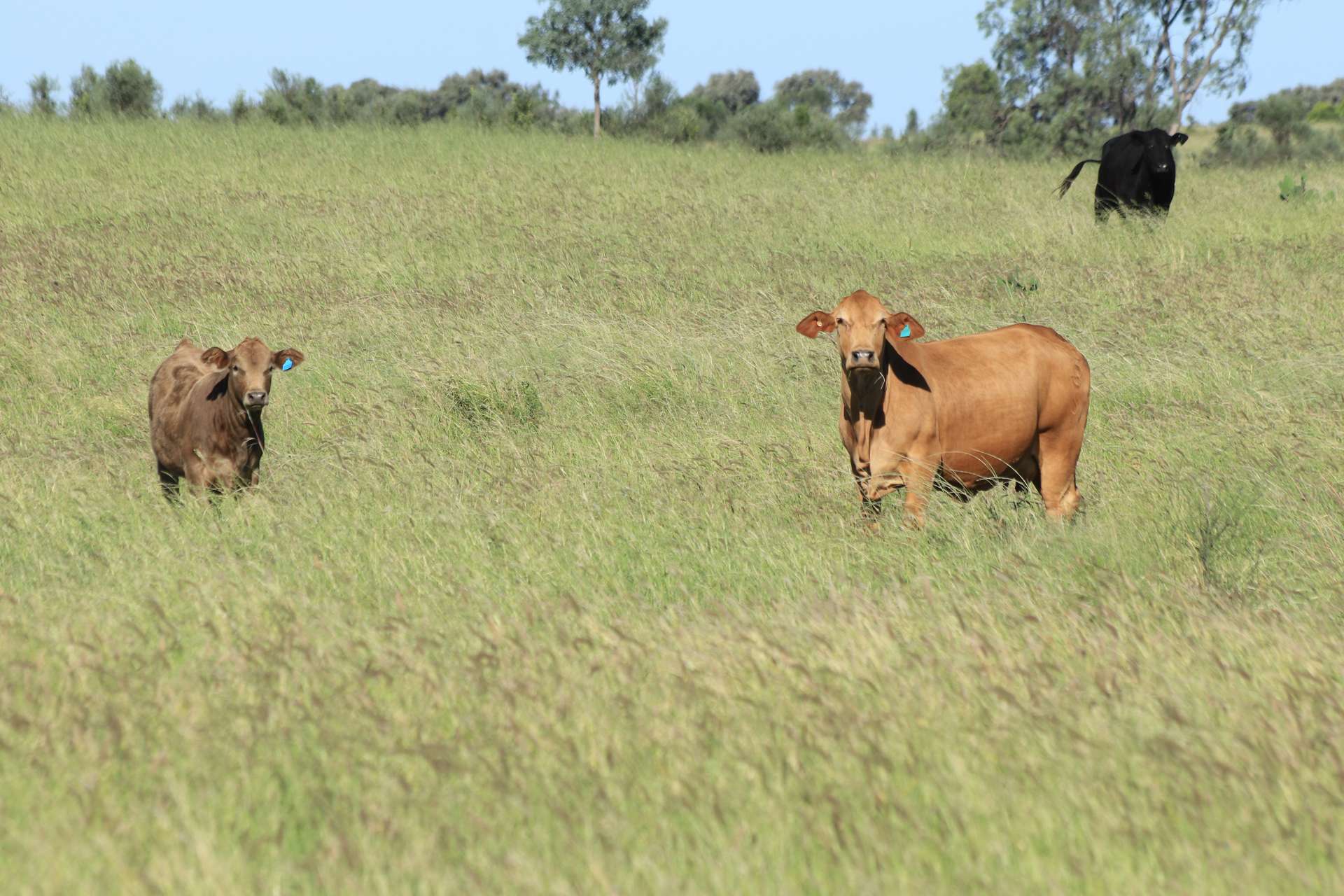 Roma For Sale by Farmbuy.com - image 9