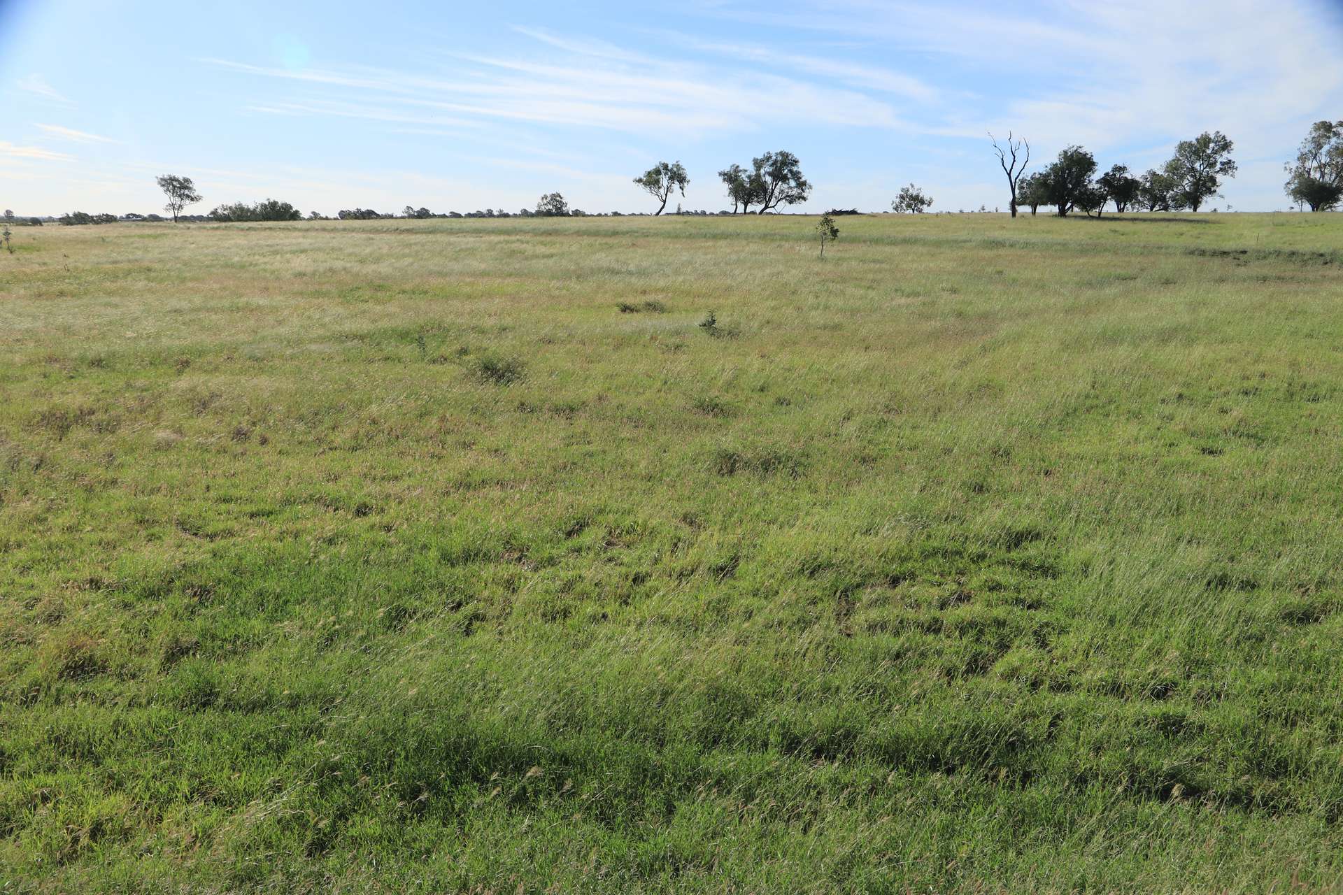 Roma For Sale by Farmbuy.com - image 26