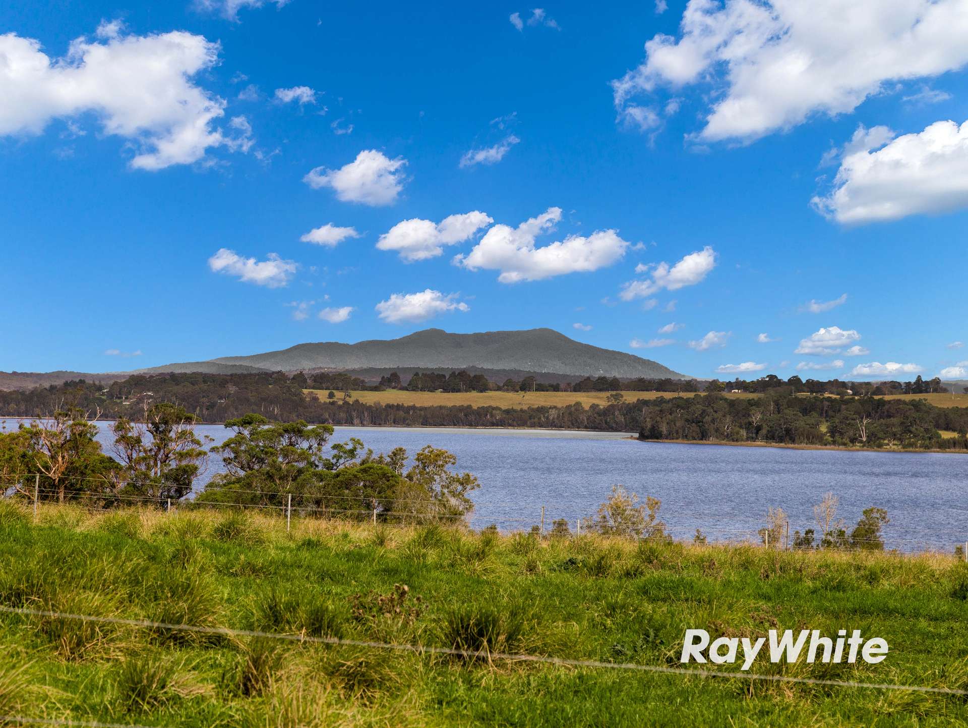 Bergalia For Sale by Farmbuy.com - image 9