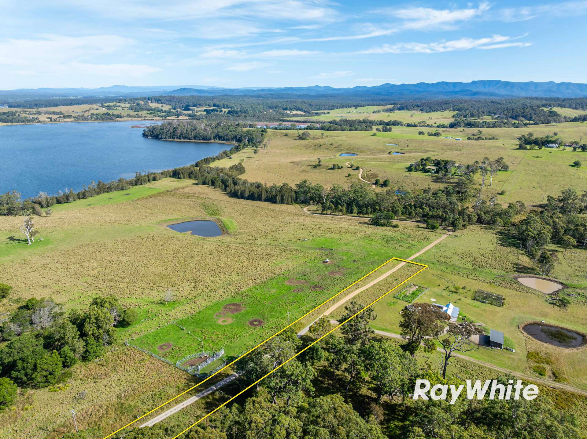 Bergalia For Sale by Farmbuy.com - image 18