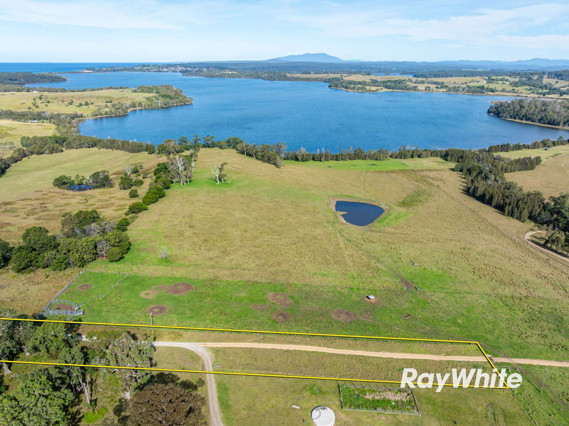 Bergalia For Sale by Farmbuy.com - image 11