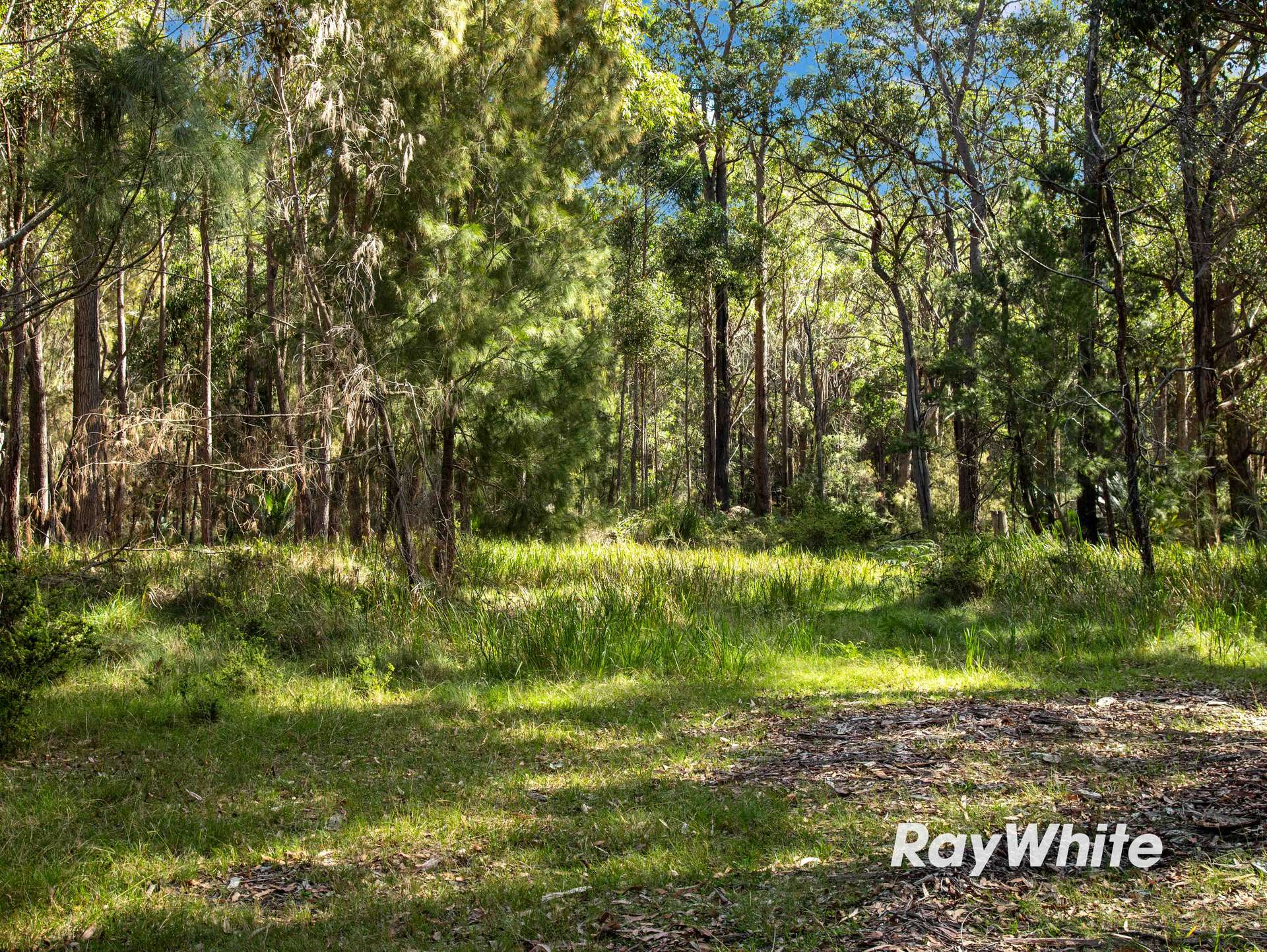 Bergalia For Sale by Farmbuy.com - image 4