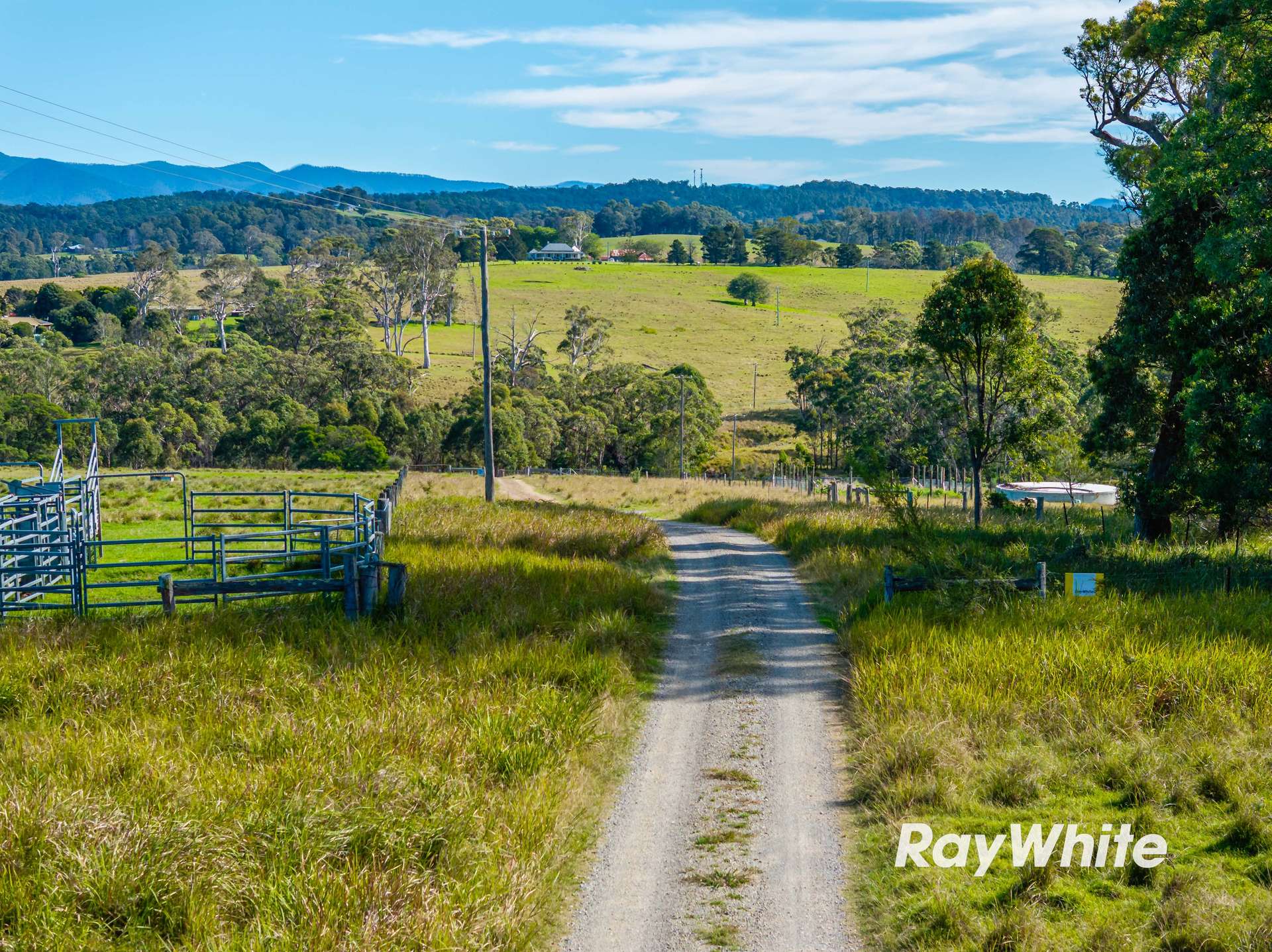 Bergalia For Sale by Farmbuy.com - image 14