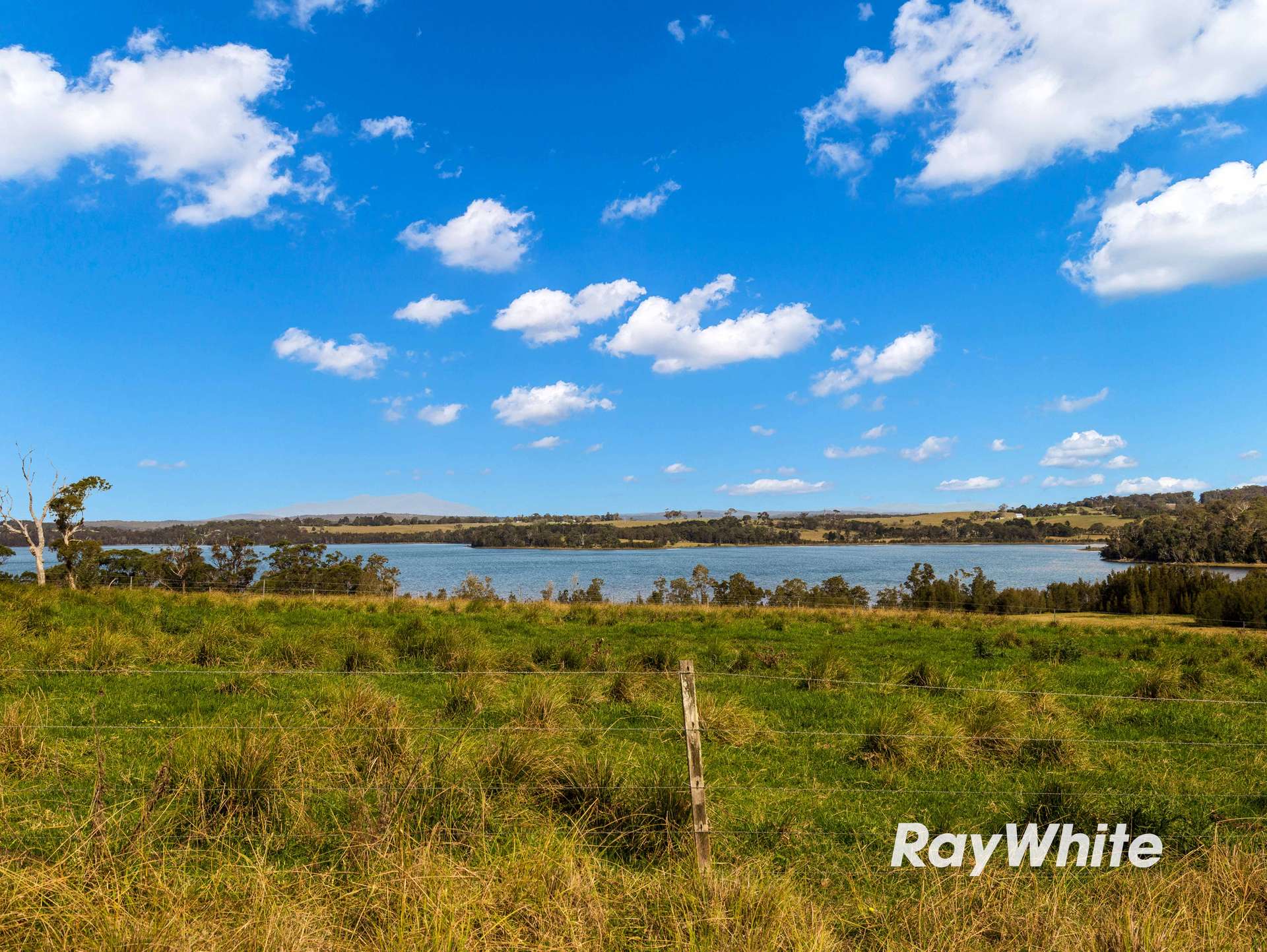 Bergalia For Sale by Farmbuy.com - image 13