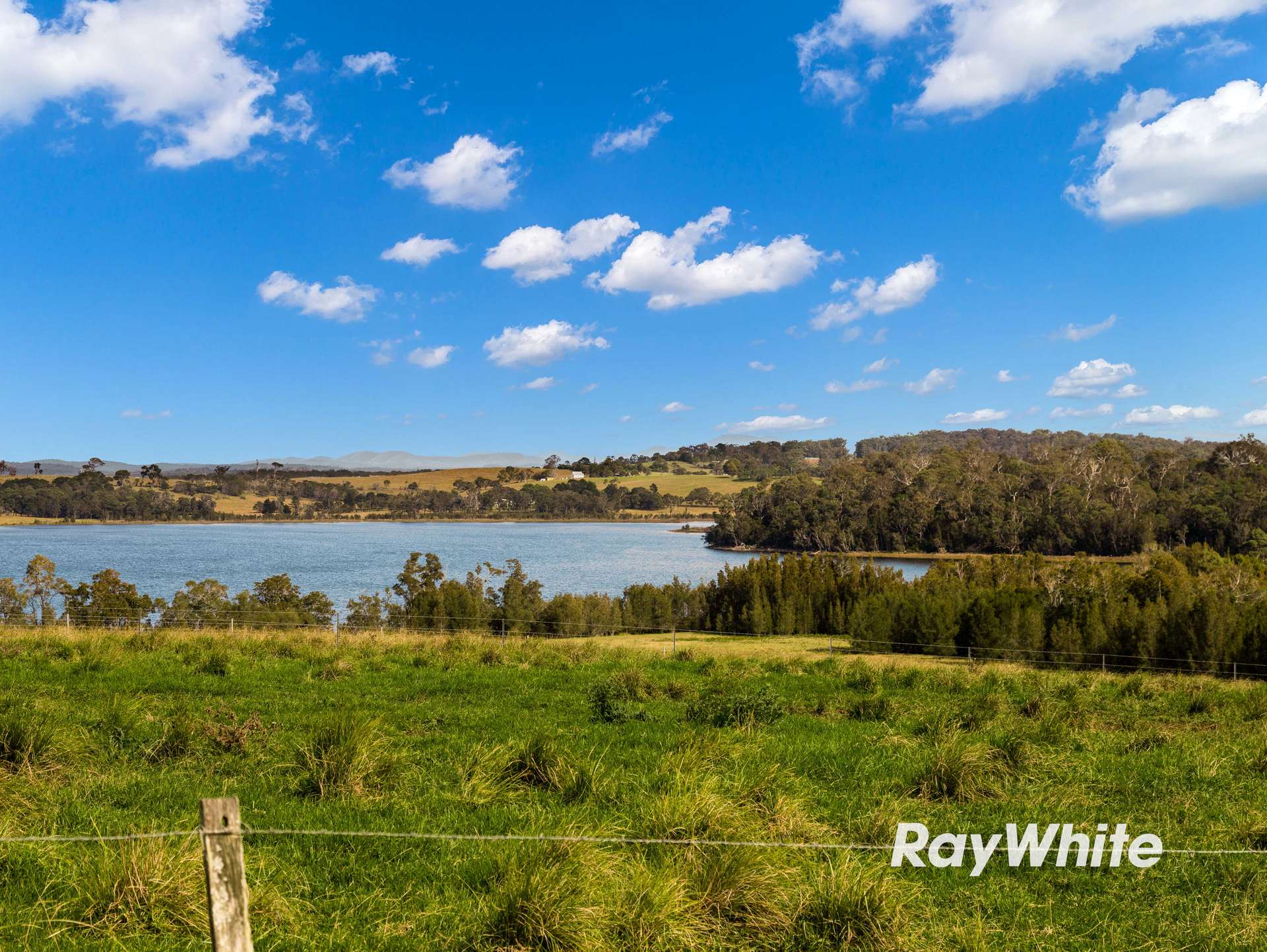 Bergalia For Sale by Farmbuy.com - image 12