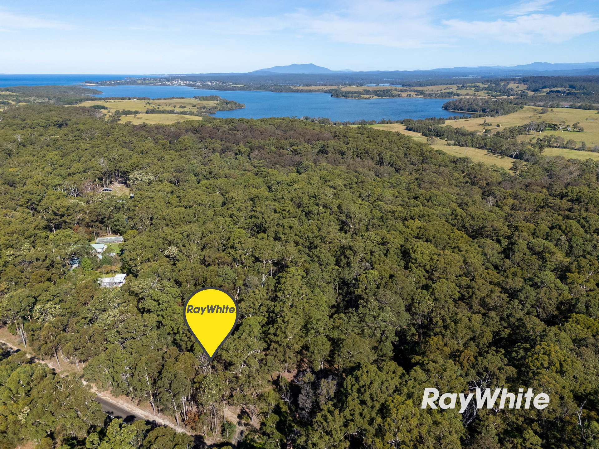 Bergalia For Sale by Farmbuy.com - image 6