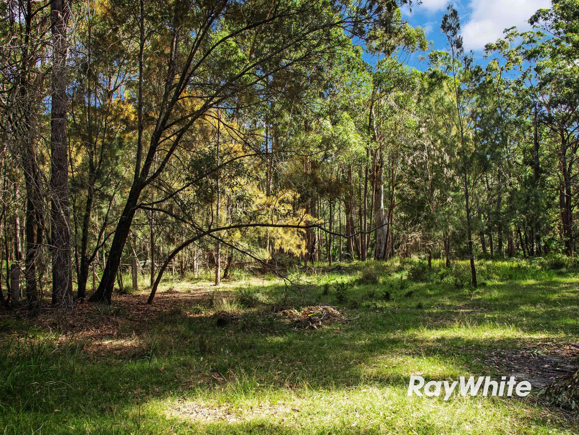 Bergalia For Sale by Farmbuy.com - image 20