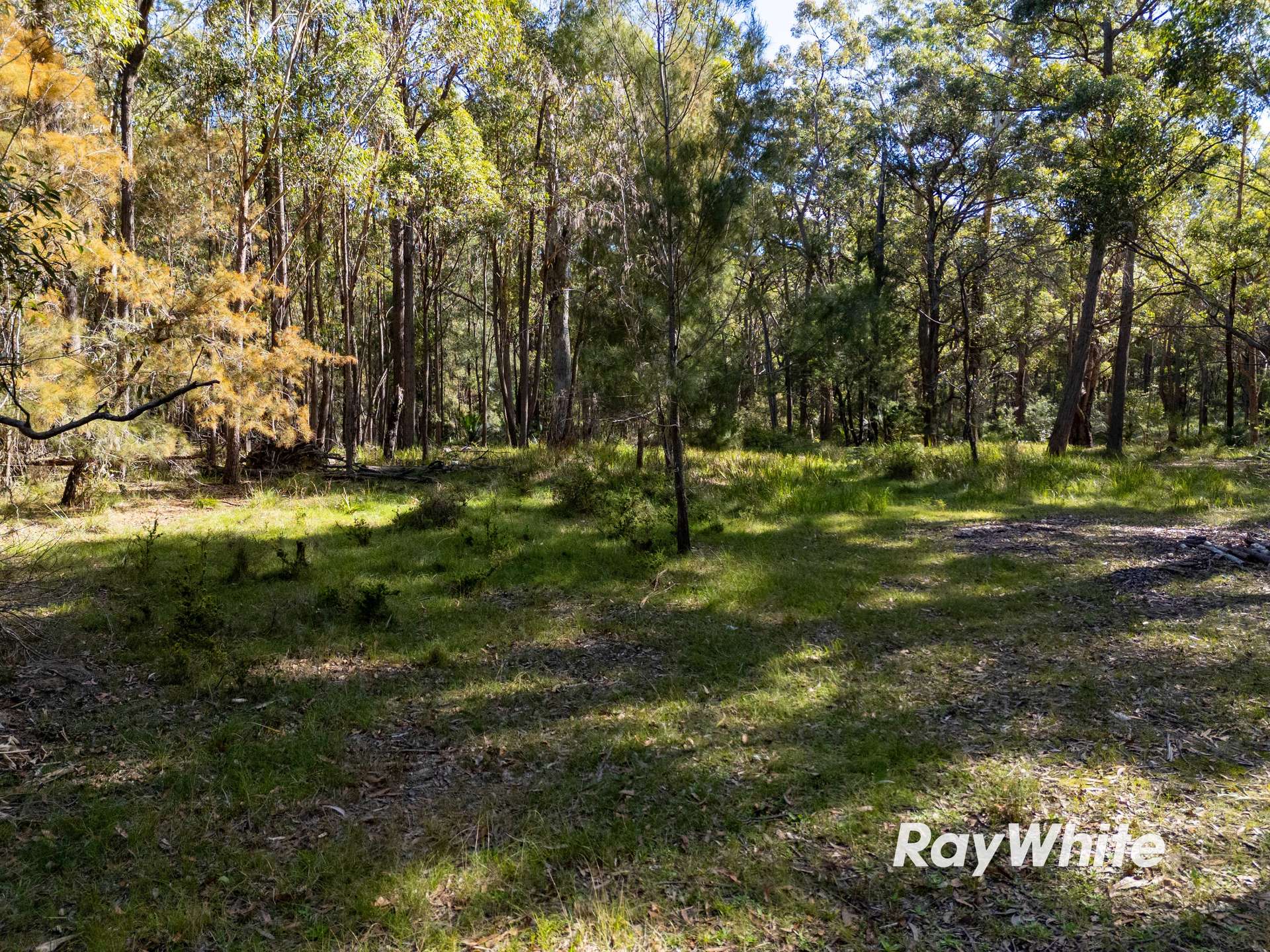 Bergalia For Sale by Farmbuy.com - image 5