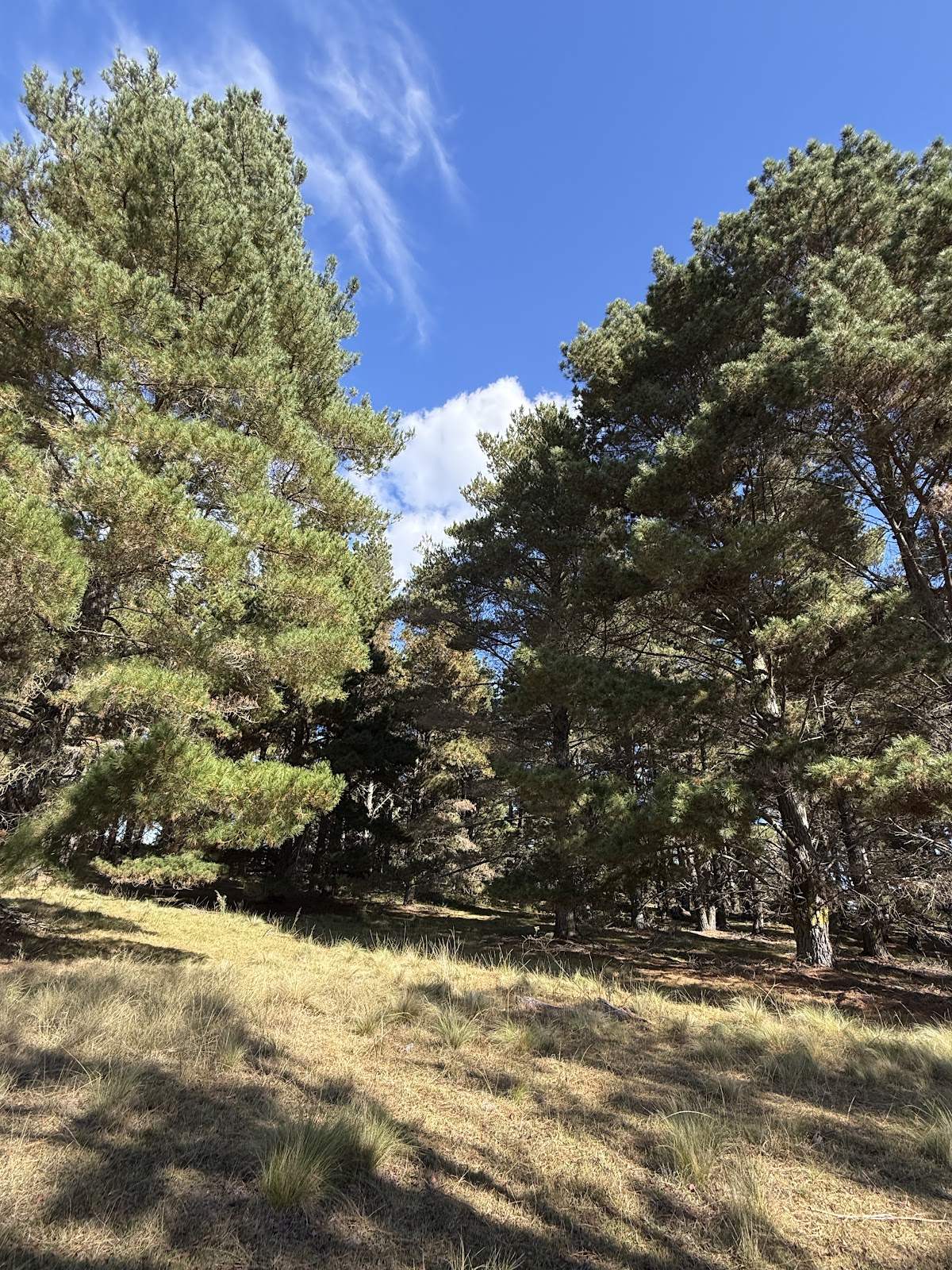 609 Jacqua Road, Windellama For Sale by Farmbuy.com - image 15