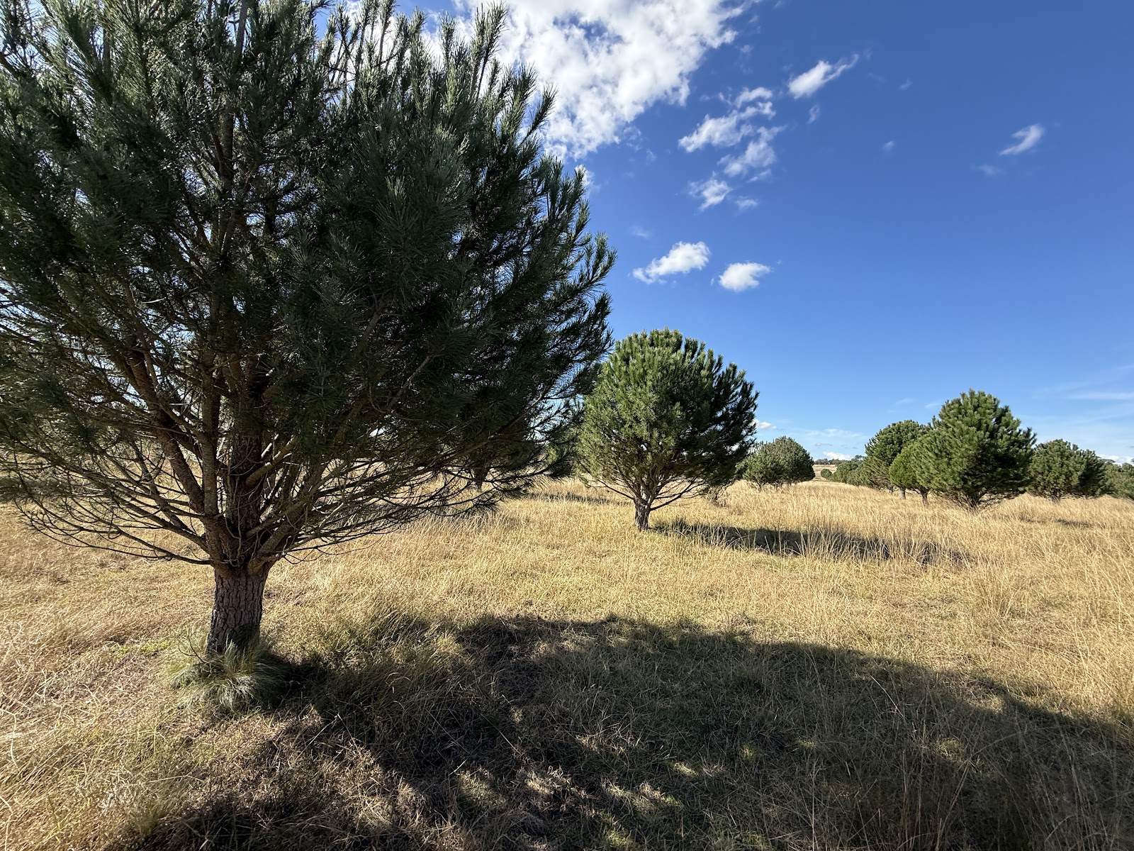 609 Jacqua Road, Windellama For Sale by Farmbuy.com - image 13
