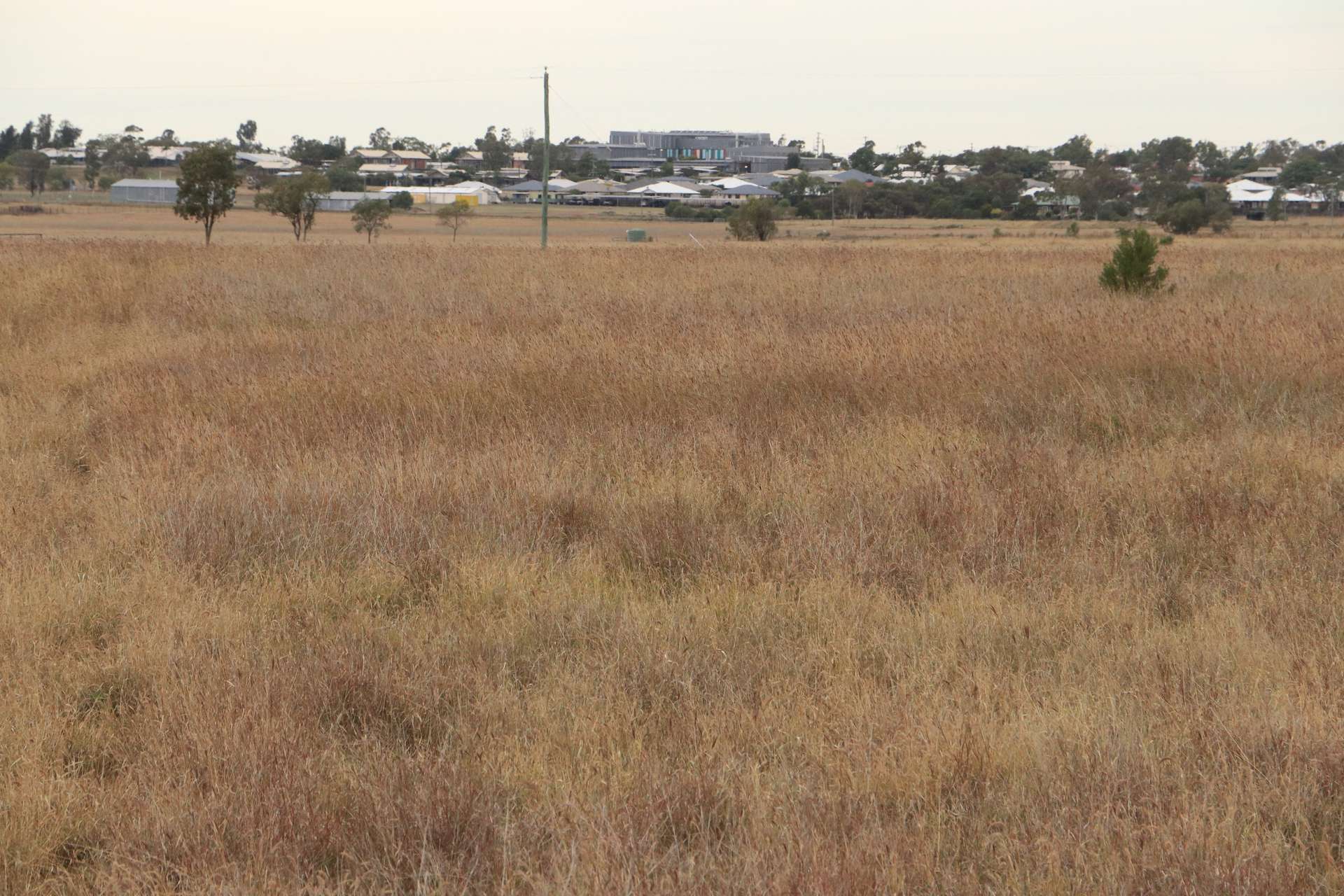 Roma For Sale by Farmbuy.com - image 1