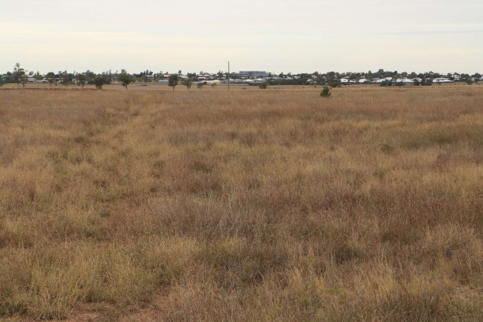 Roma For Sale by Farmbuy.com - image 12