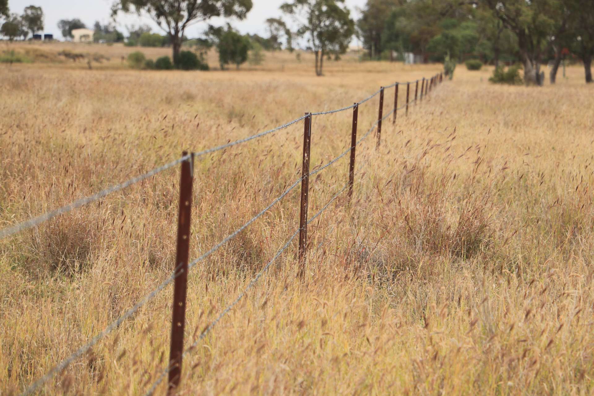 Roma For Sale by Farmbuy.com - image 16