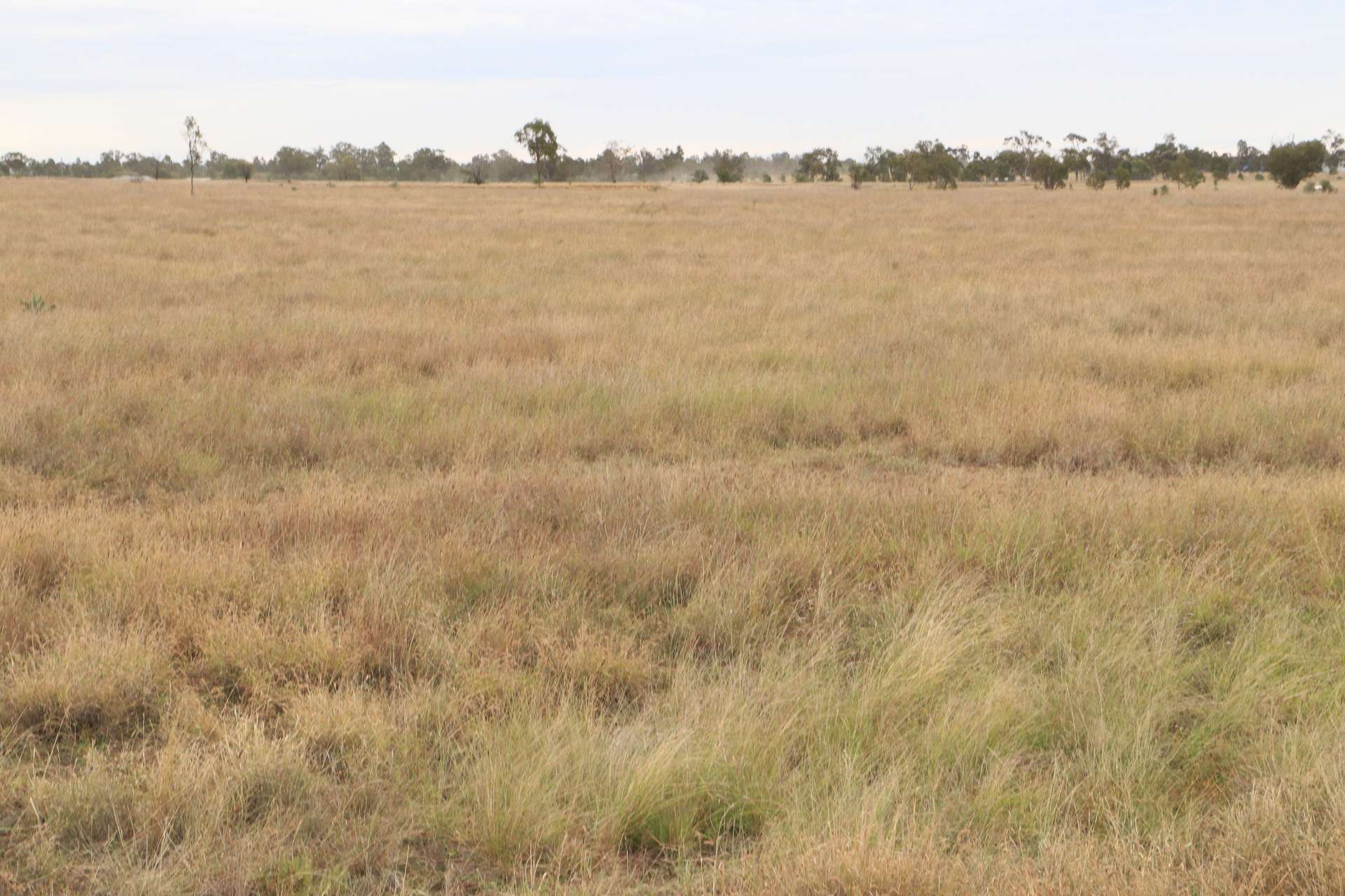 Roma For Sale by Farmbuy.com - image 14