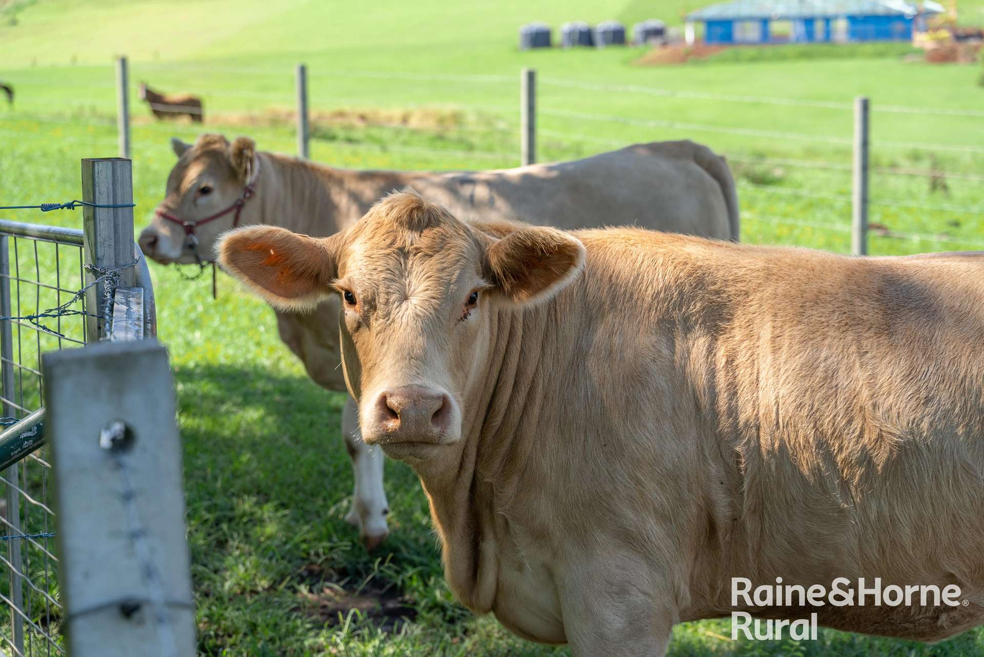 13150 Summerland Way, Kyogle For Sale by Farmbuy.com - image 28