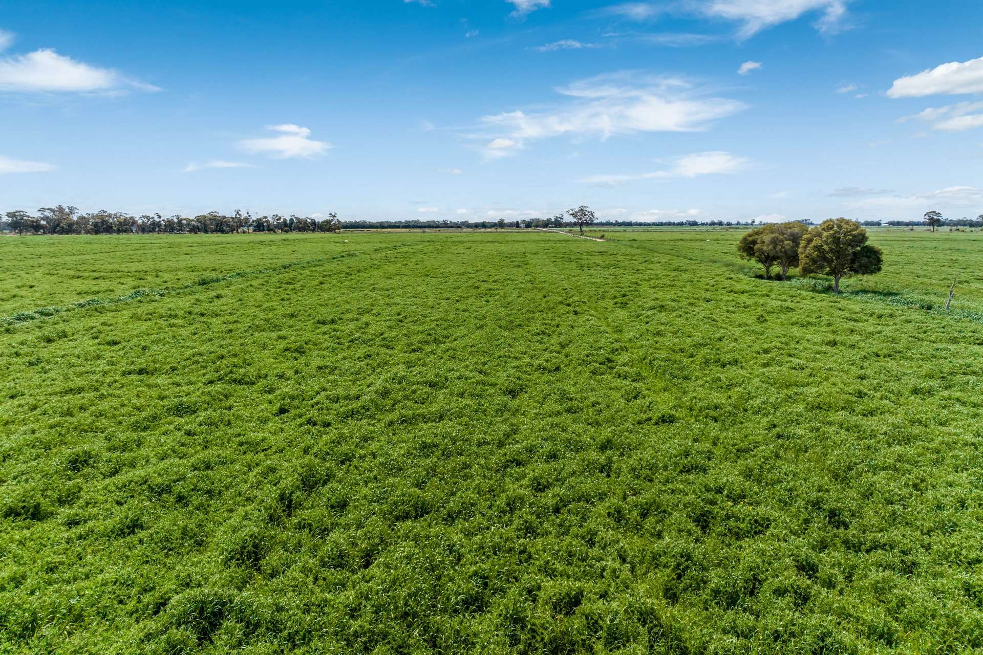 1070 & 1072 White Road, Girgarre For Sale by Farmbuy.com - image 4